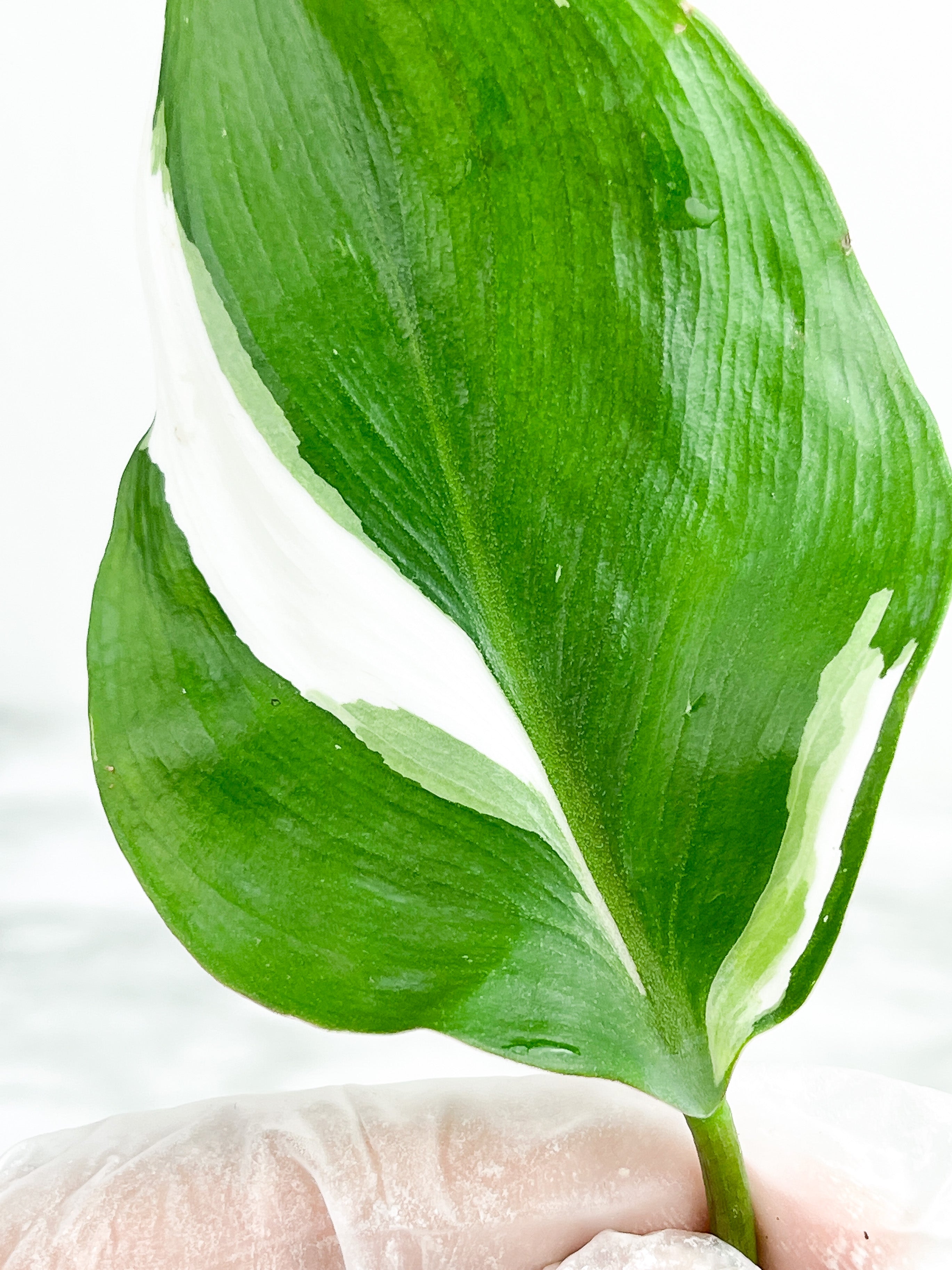 Highly variegated Philodendron White Knight unrooted cutting 1 leaf with 1 growing eye.