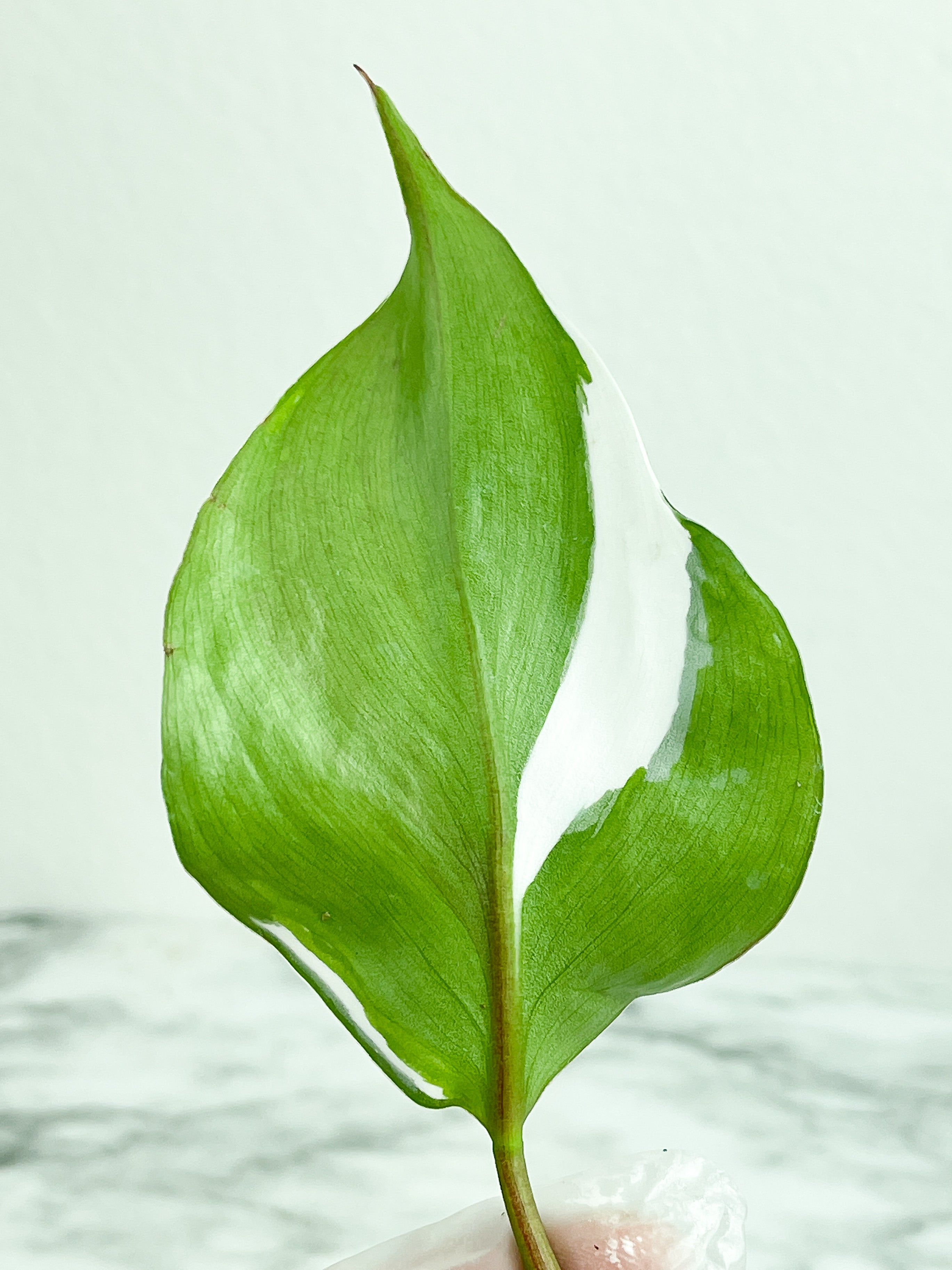 Highly variegated Philodendron White Knight unrooted cutting 1 leaf with 1 growing eye.