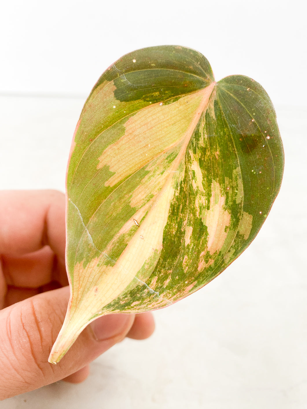 Philodendron Micans Variegated 1 leaf