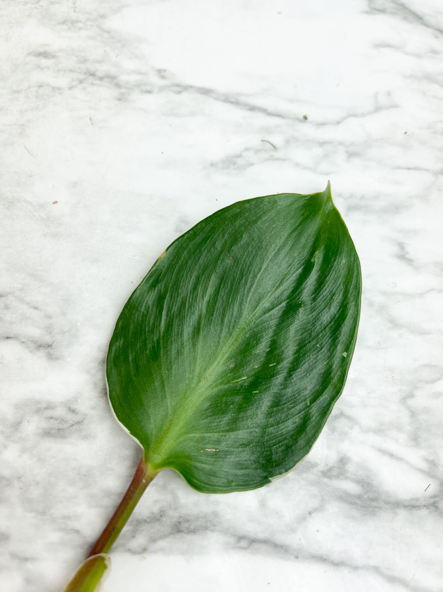 Philodendron White Knight Unrooted Cutting  (First photo is the mother plant, which is not included in this sale)