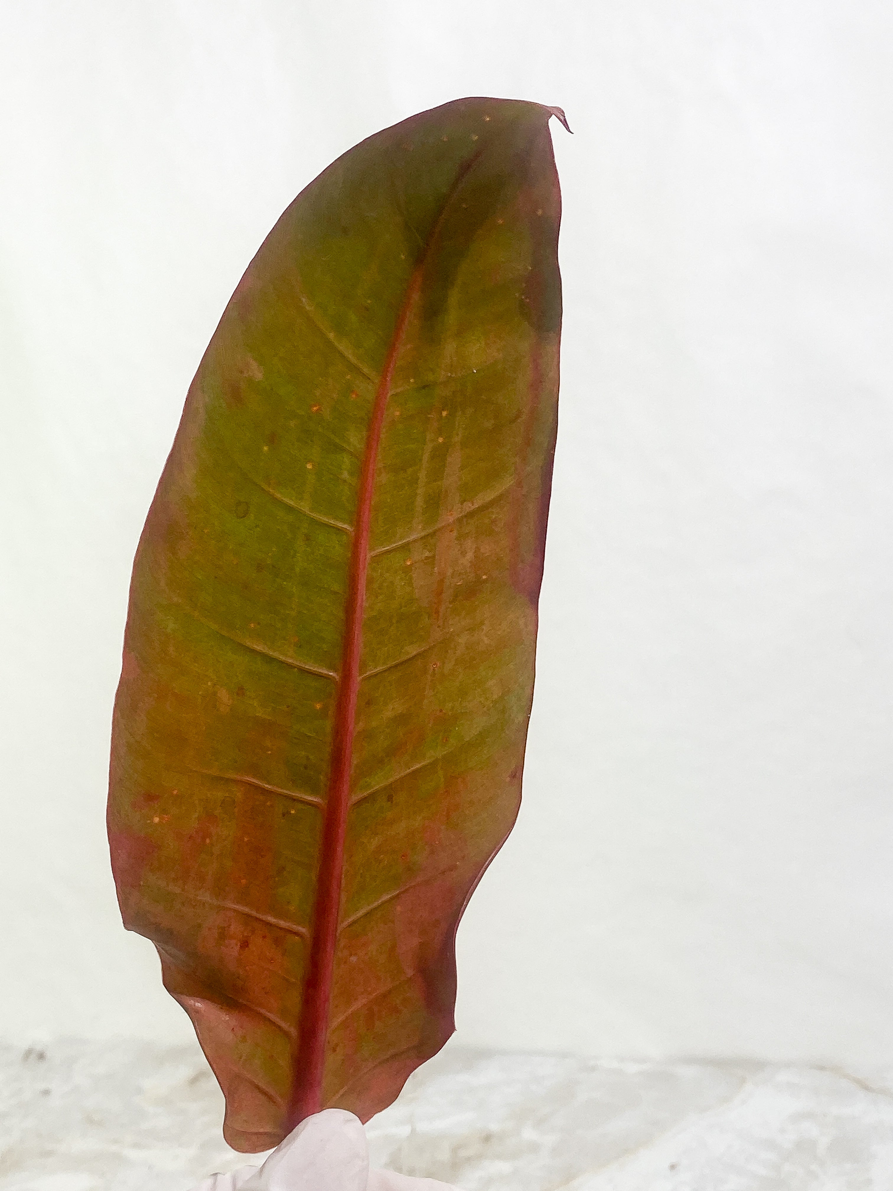 Philodendron  Orange Marmalade Rooted 1 leaf