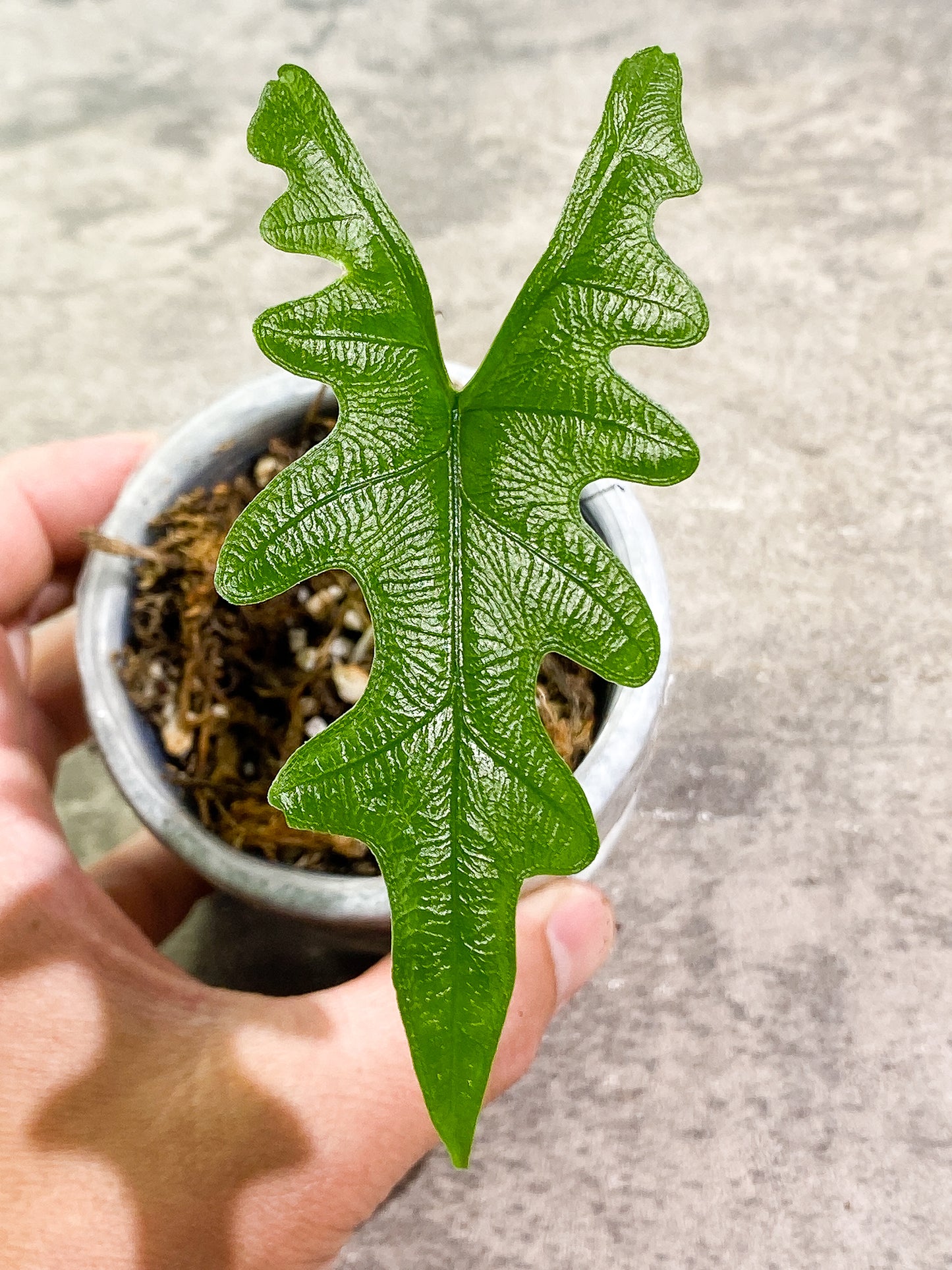 Alocasia Jacklyn 1 leaf rooted