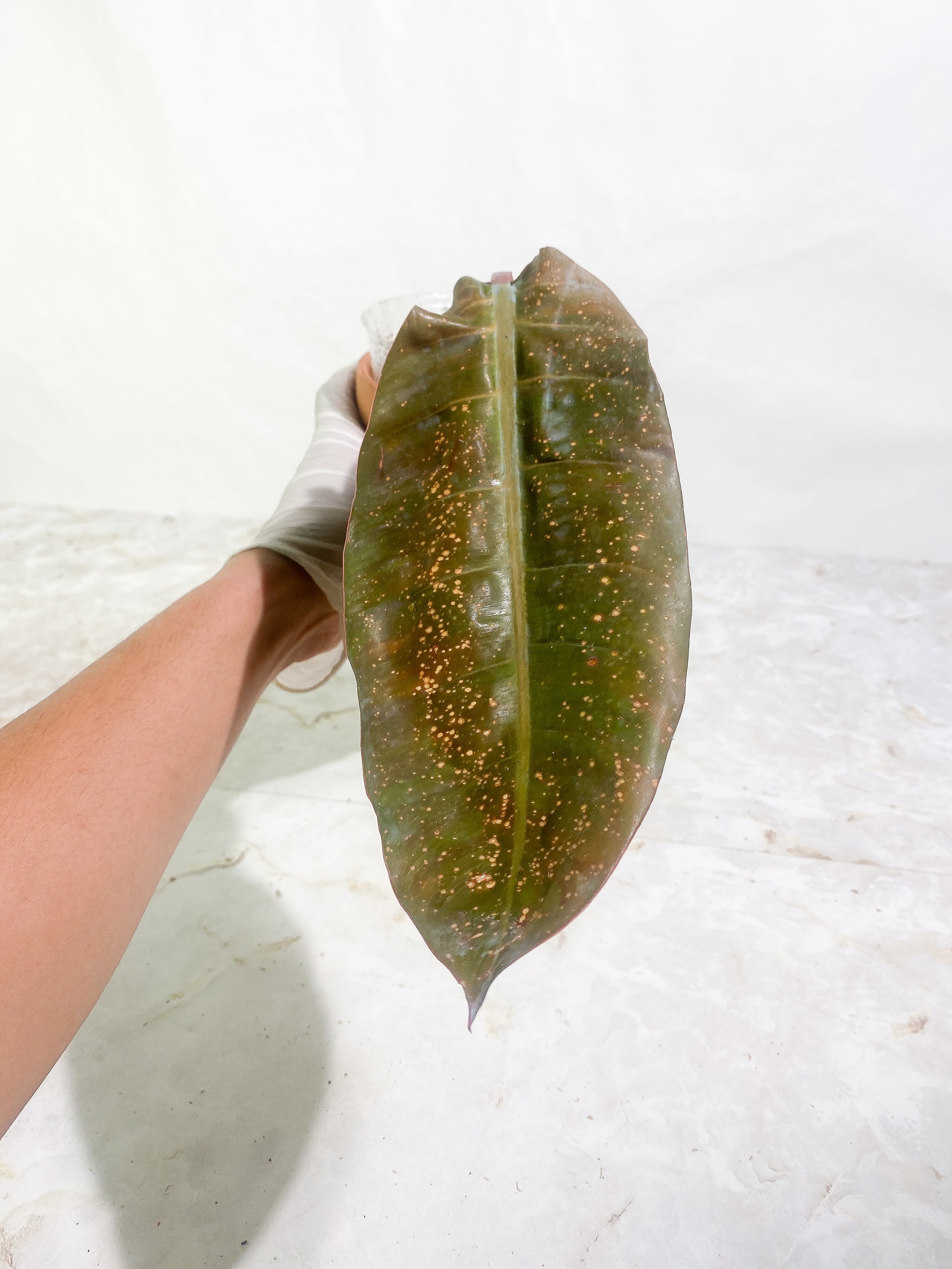 Philodendron  Orange Marmalade Rooted 1 leaf