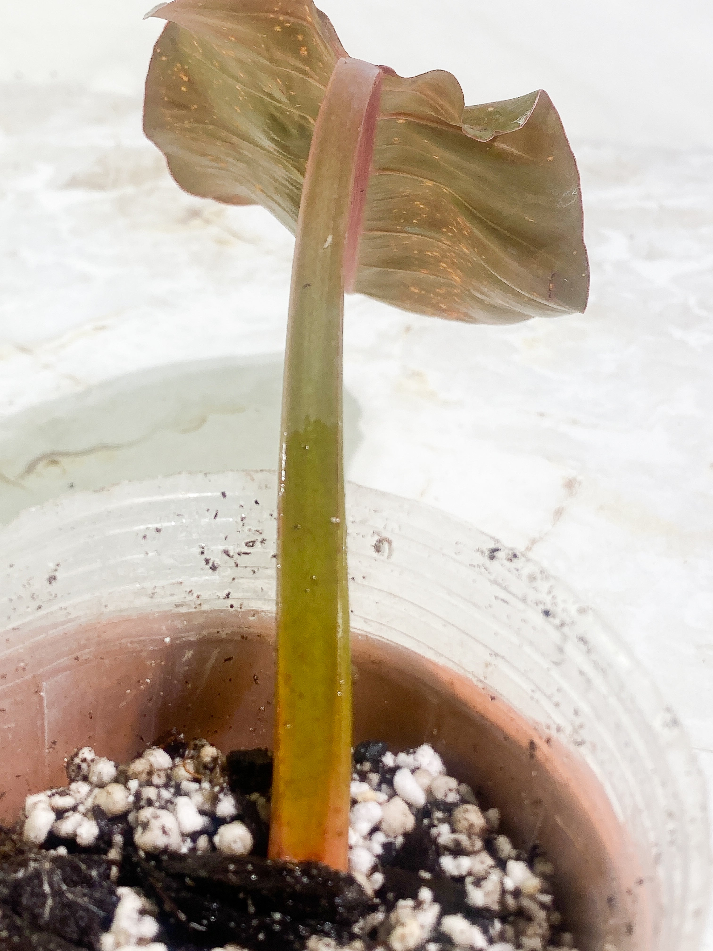 Philodendron  Orange Marmalade Rooted 1 leaf