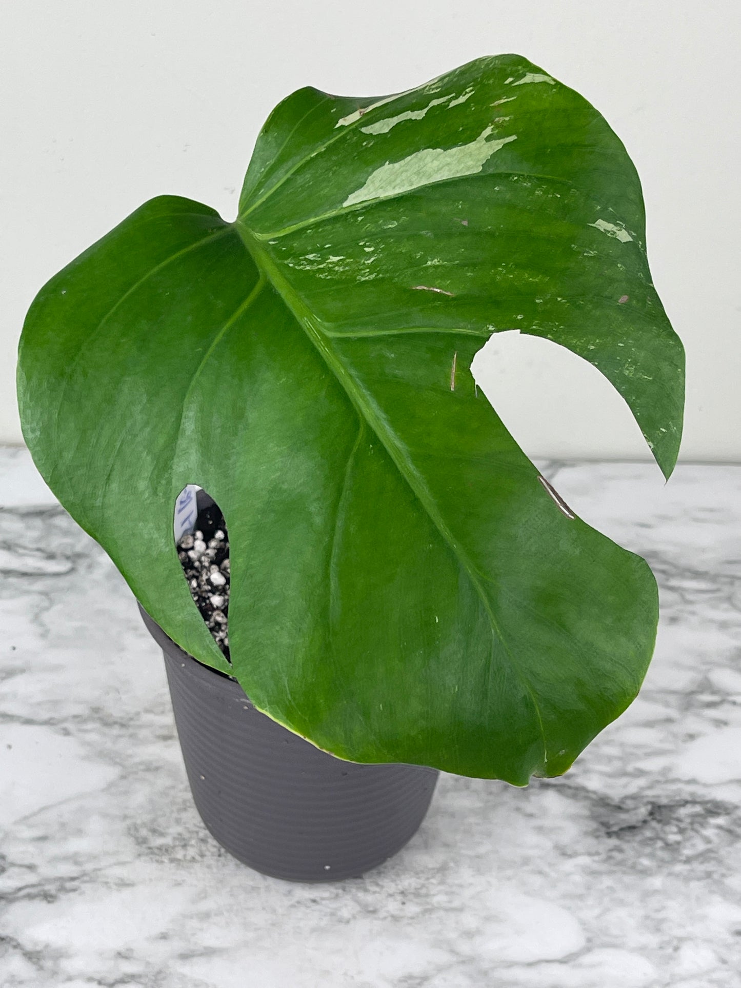 Monstera albo rooted 1 leaf
