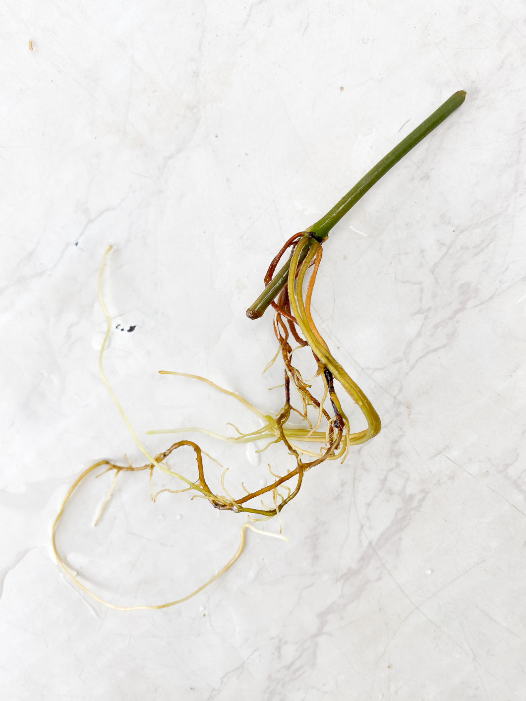 Philodendron Micans Variegated node