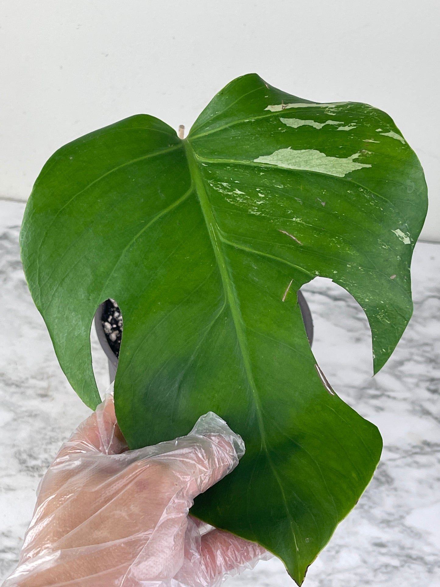 Monstera albo rooted 1 leaf