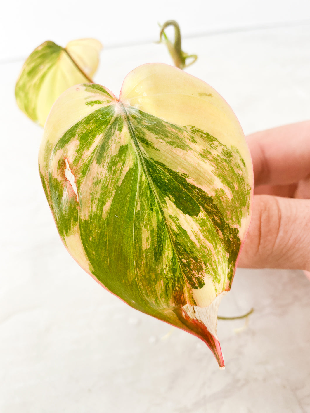 Philodendron Micans Variegated  3 leaves top cutting