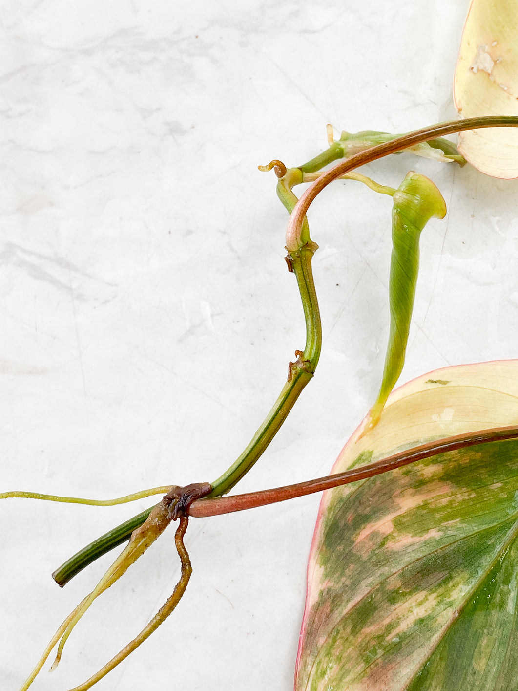 Philodendron Micans Variegated  3 leaves top cutting