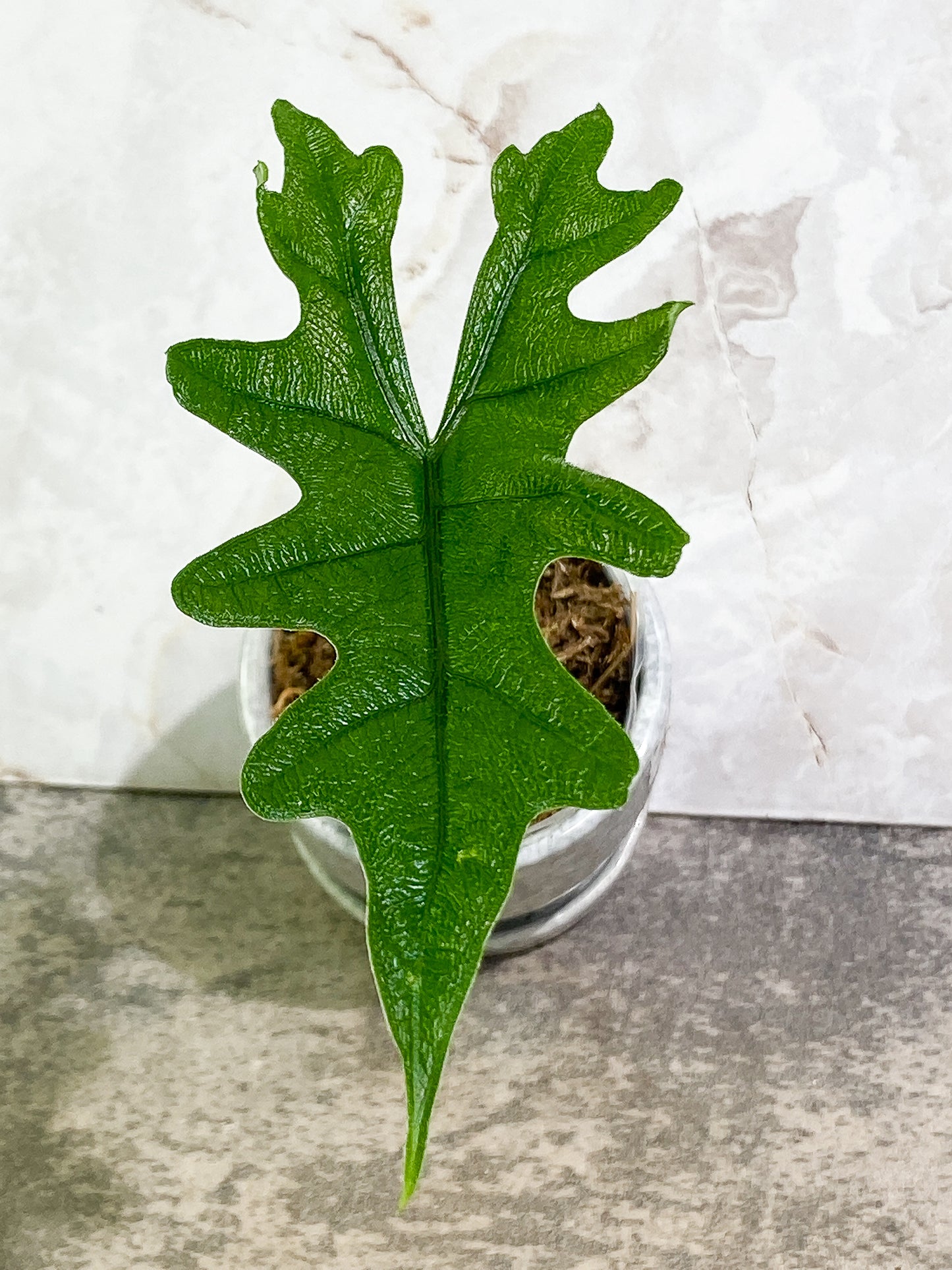 Alocasia Jacklyn 1 leaf rooted