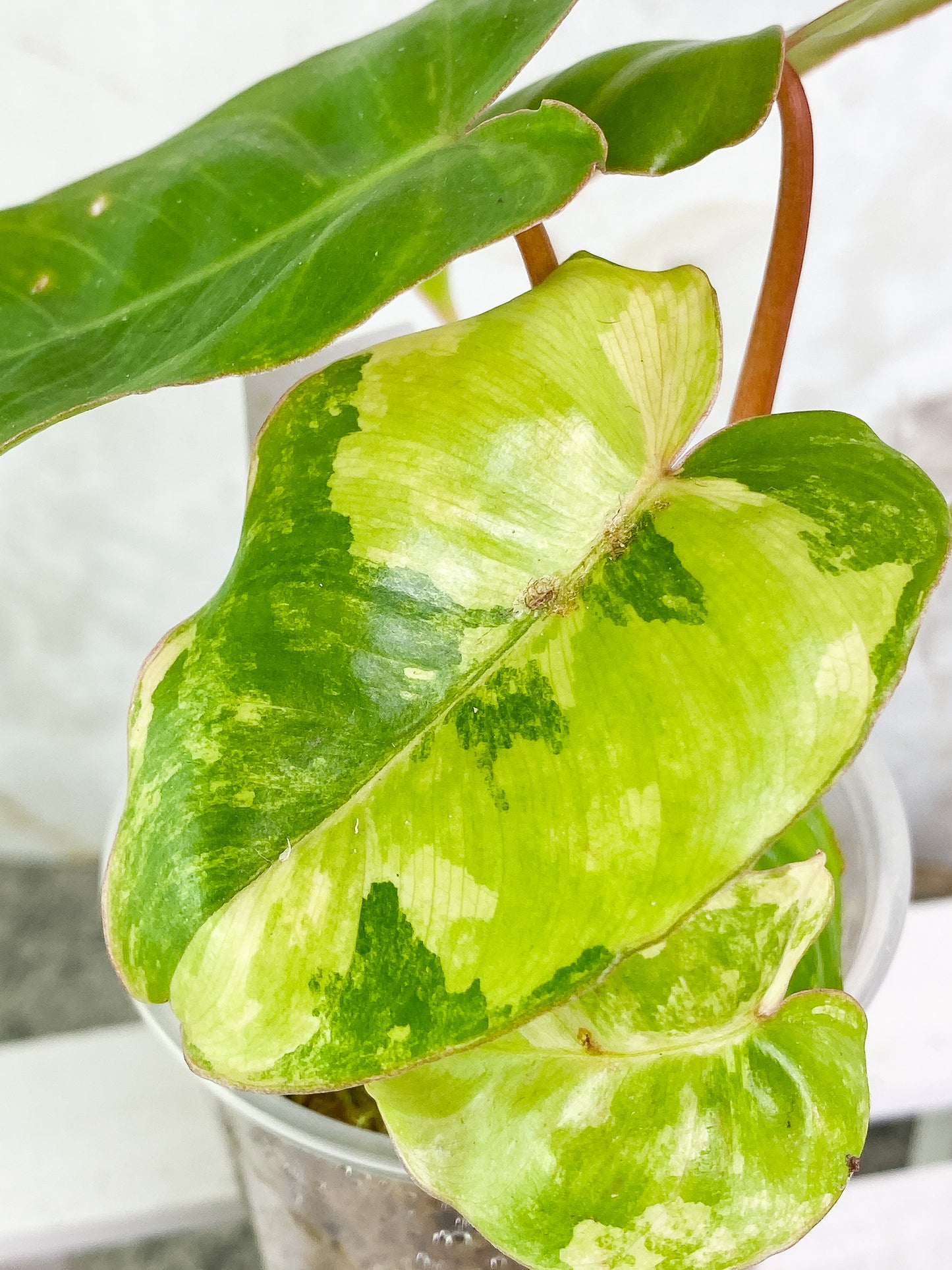 Philodendron Burle Marx Variegated Rooted