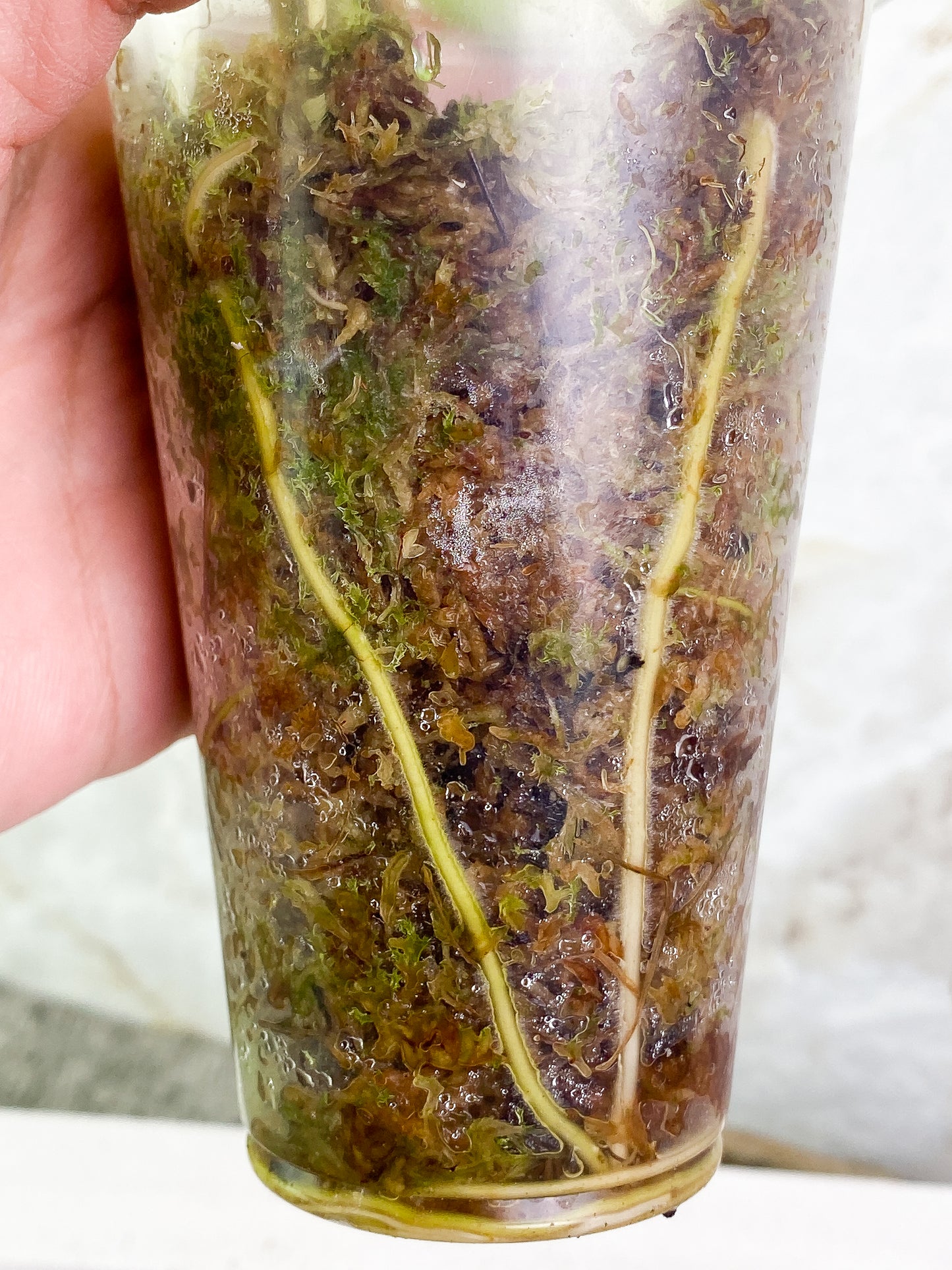 Philodendron Burle Marx Variegated Rooted