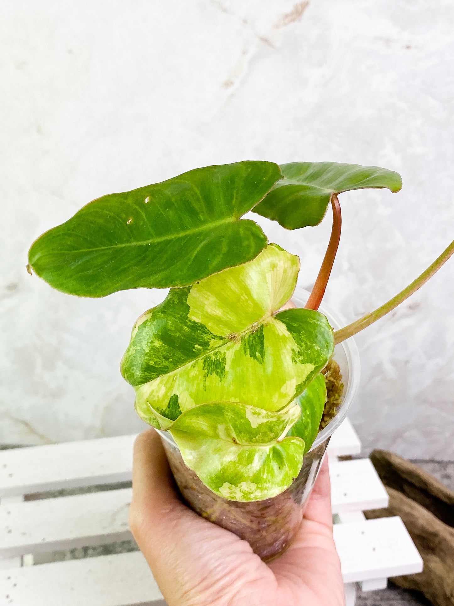 Philodendron Burle Marx Variegated Rooted