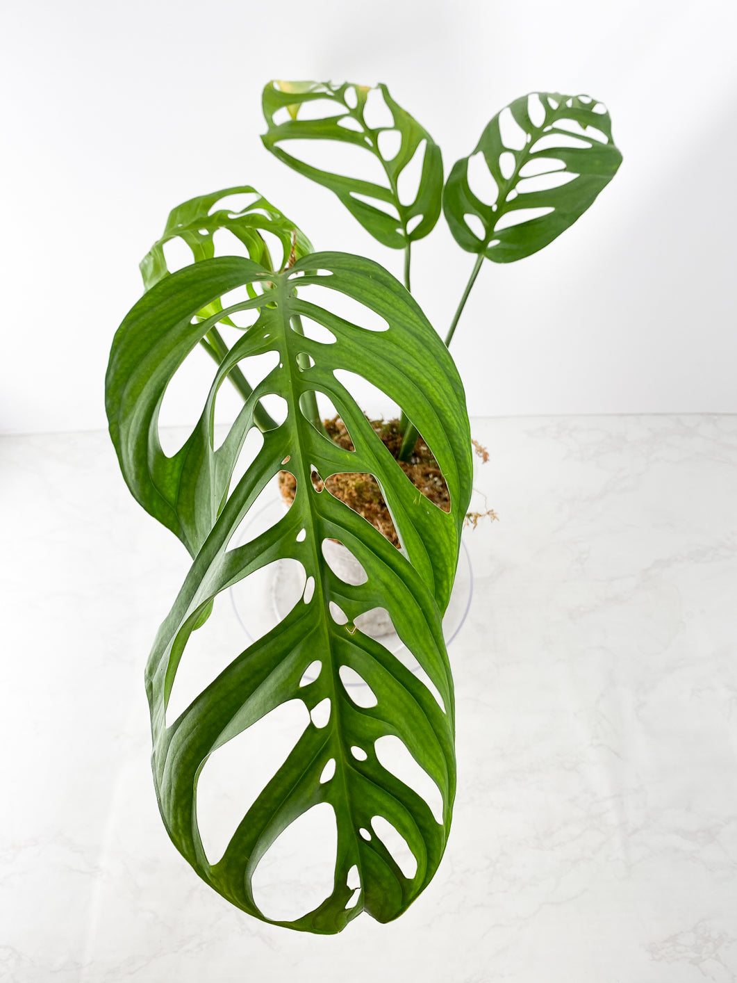 Monstera Esqueto Rooted 4 leaves