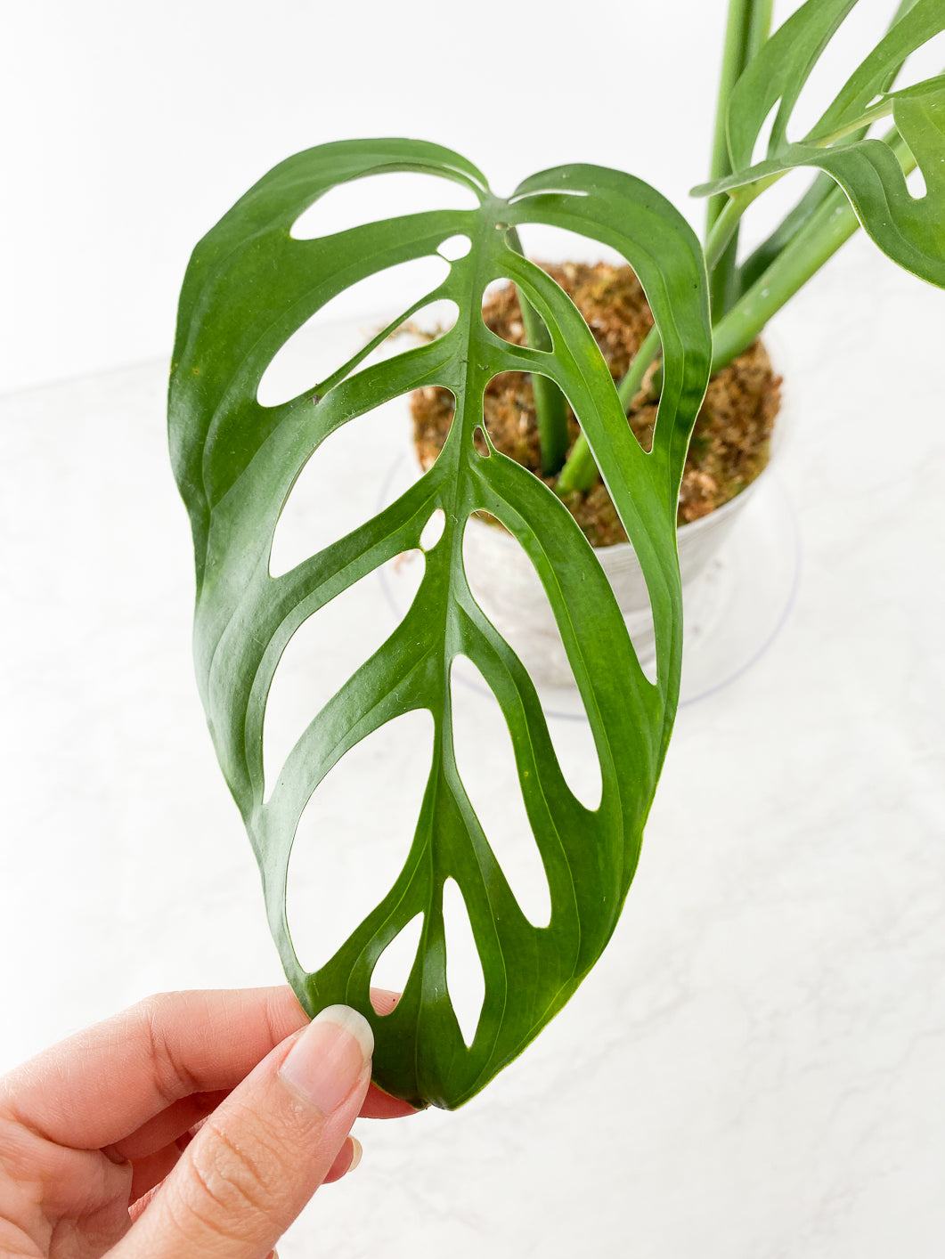 Monstera Esqueto Rooted 4 leaves