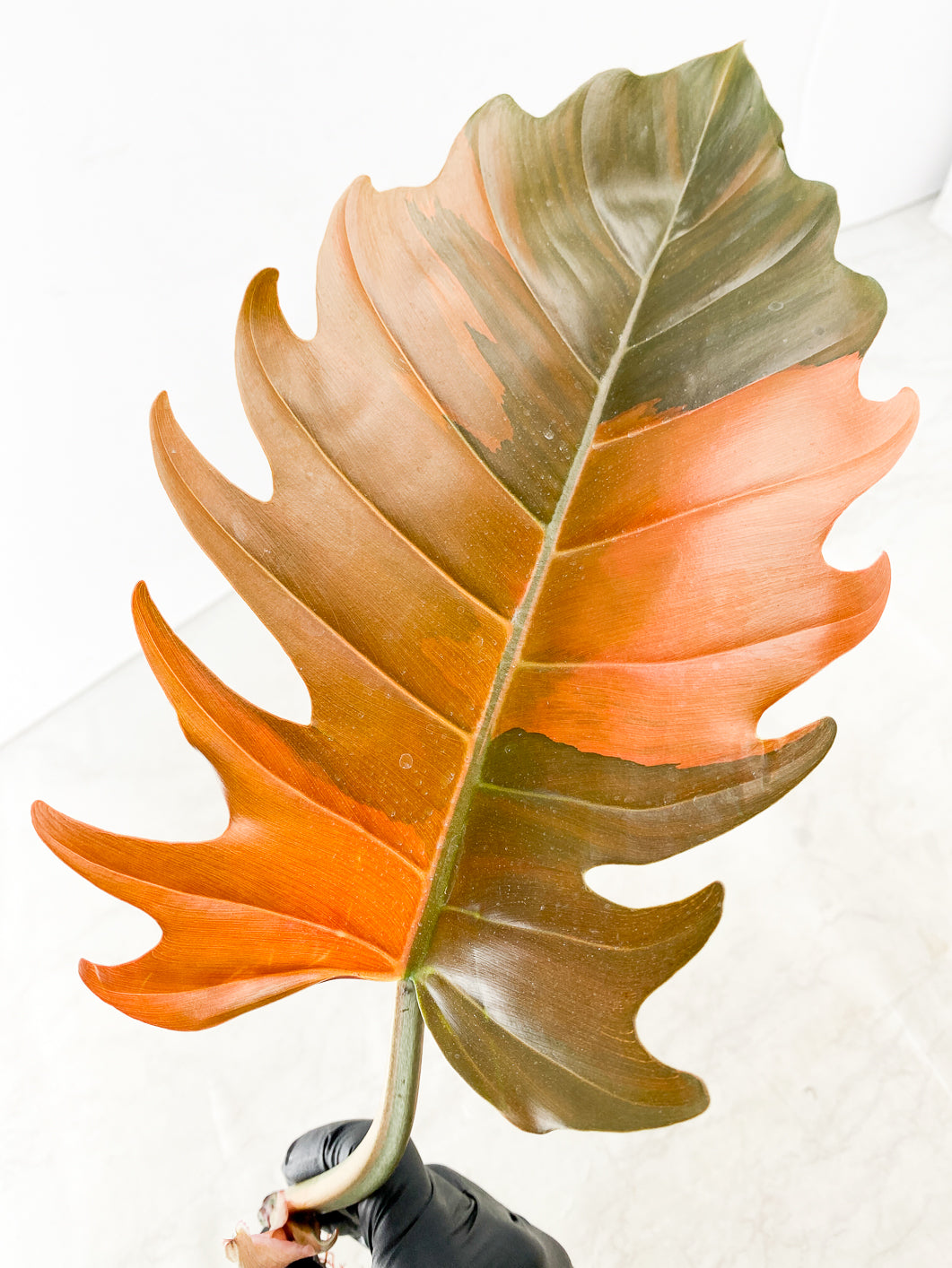 Philodendron Caramel Marble 1 leaf 1 sprout