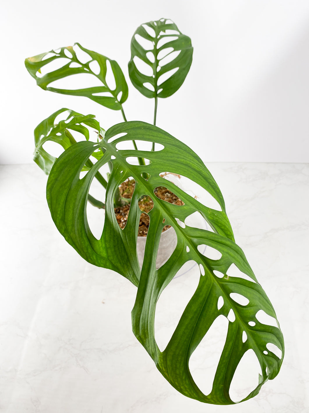 Monstera Esqueto Rooted 4 leaves