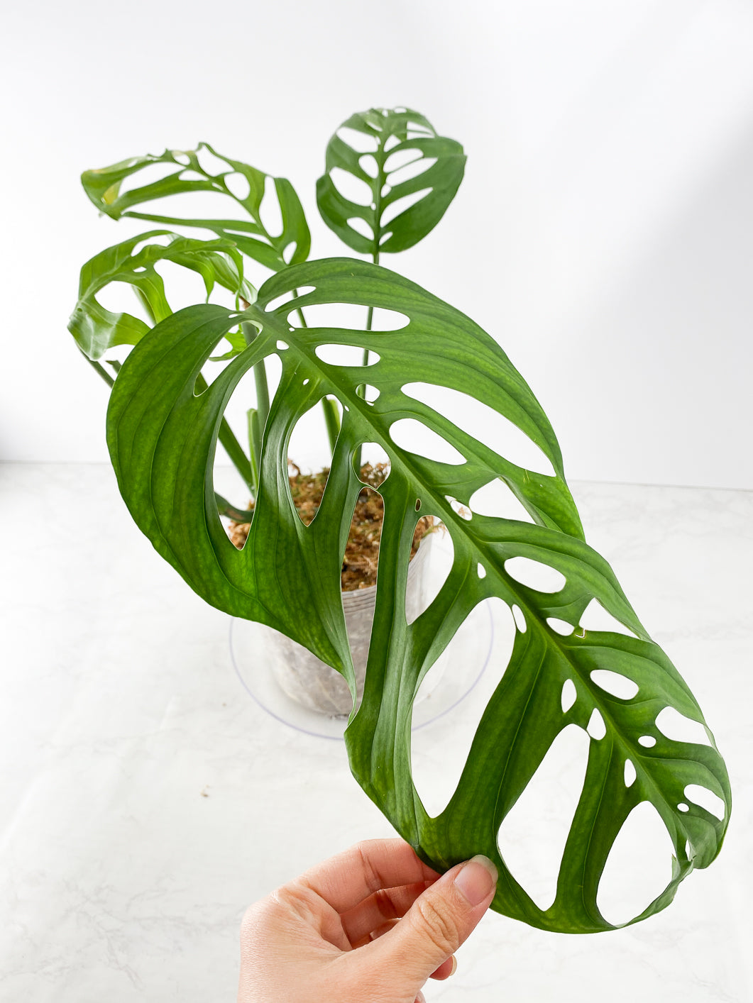 Monstera Esqueto Rooted 4 leaves