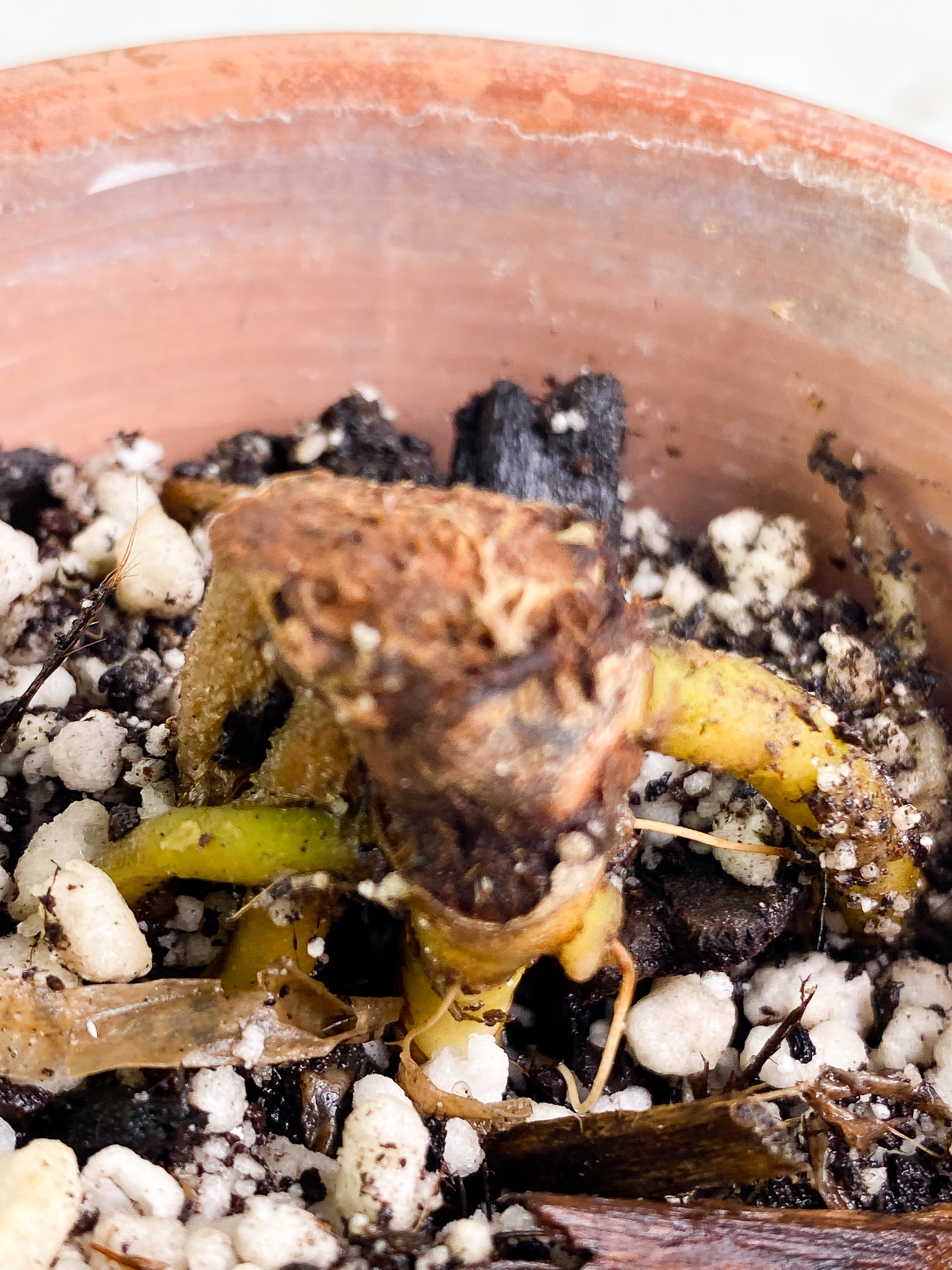 Anthurium dressleri node Rooted