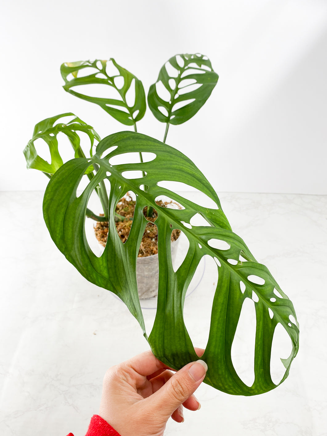 Monstera Esqueto Rooted 4 leaves