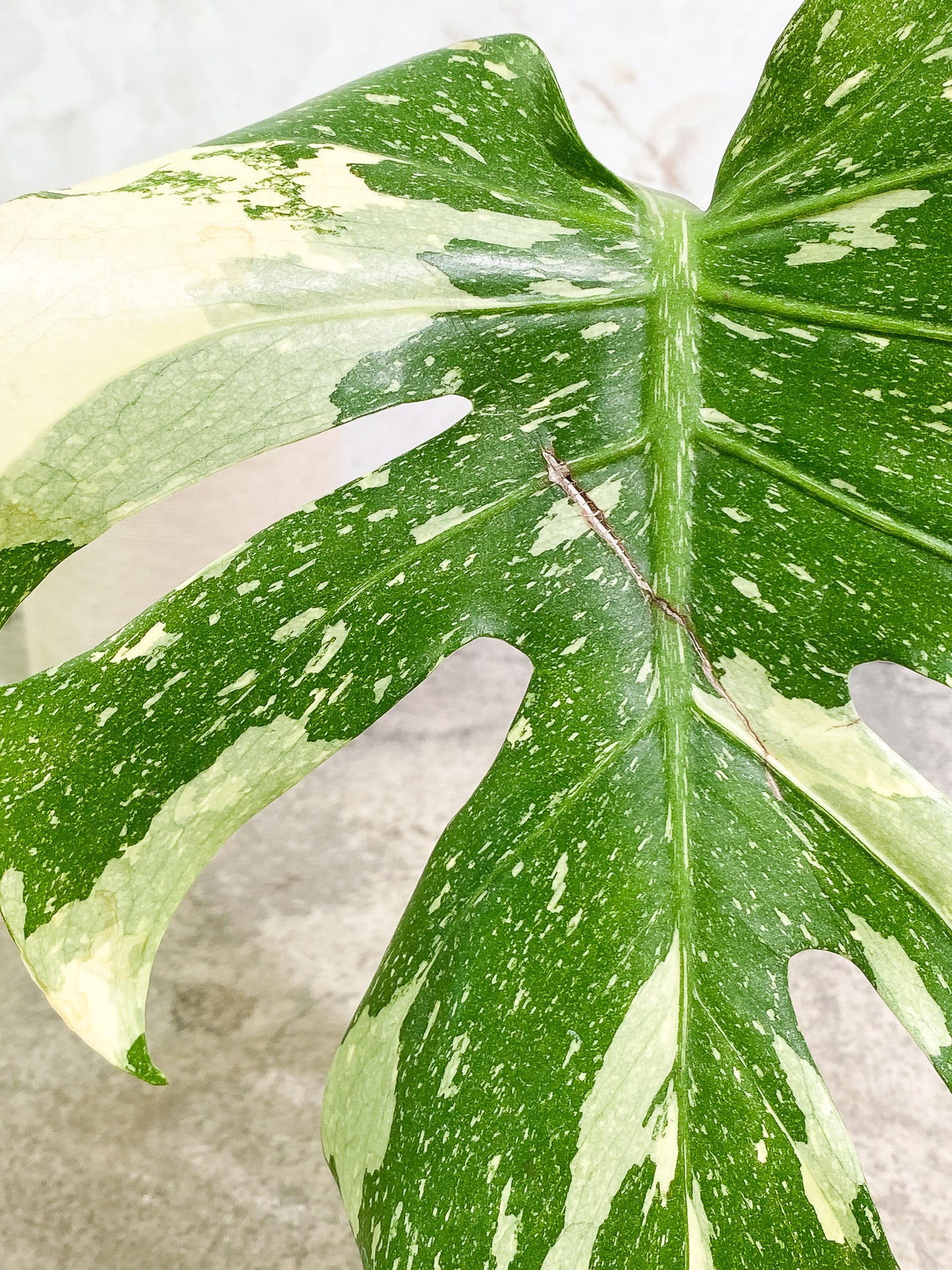 Monstera Thai constellation 1 leaf rooting