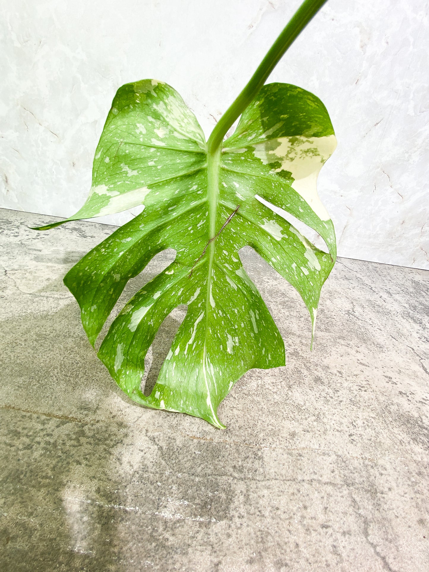 Monstera Thai constellation 1 leaf rooting