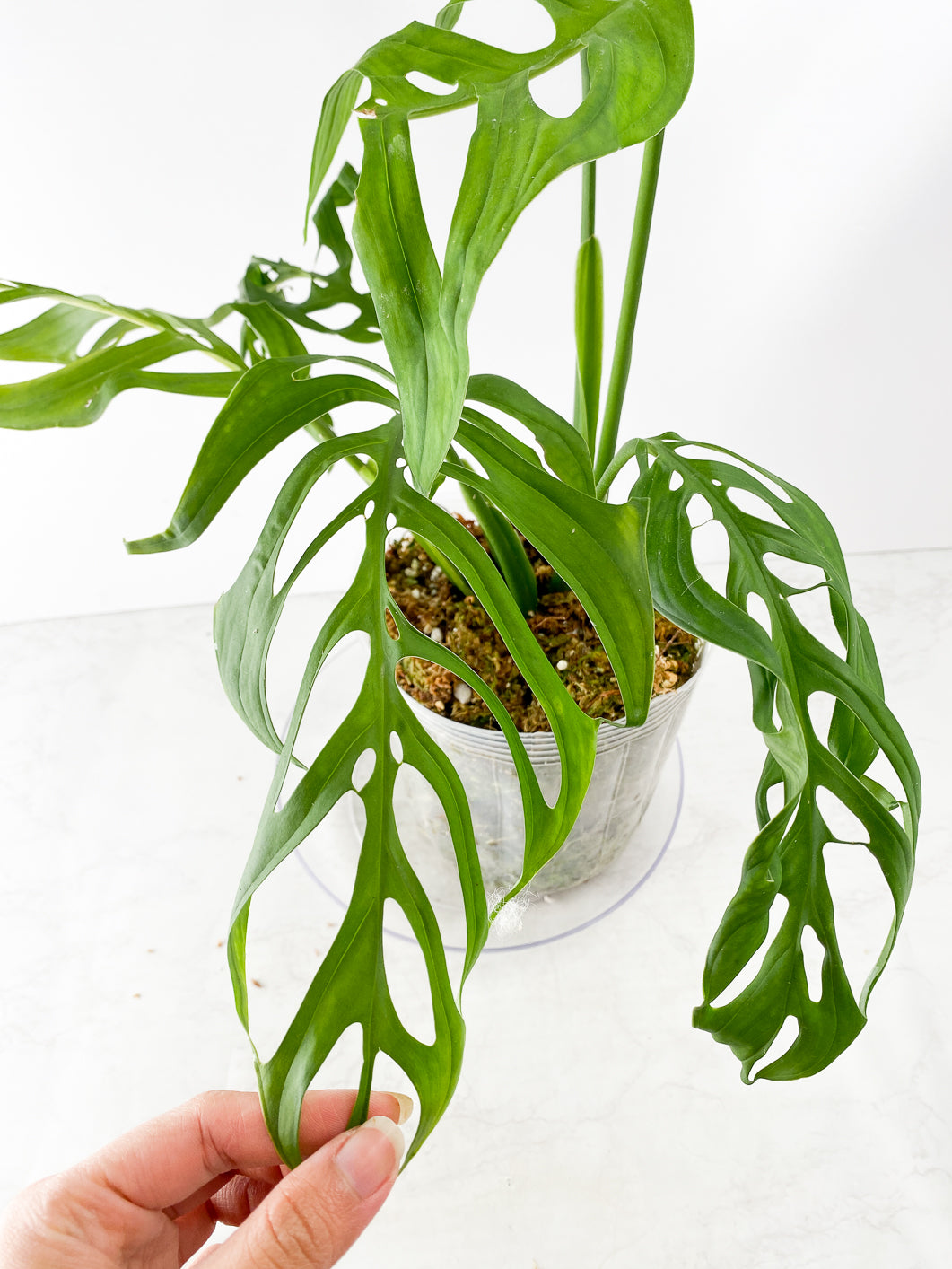 Monstera Esqueleto Rooted