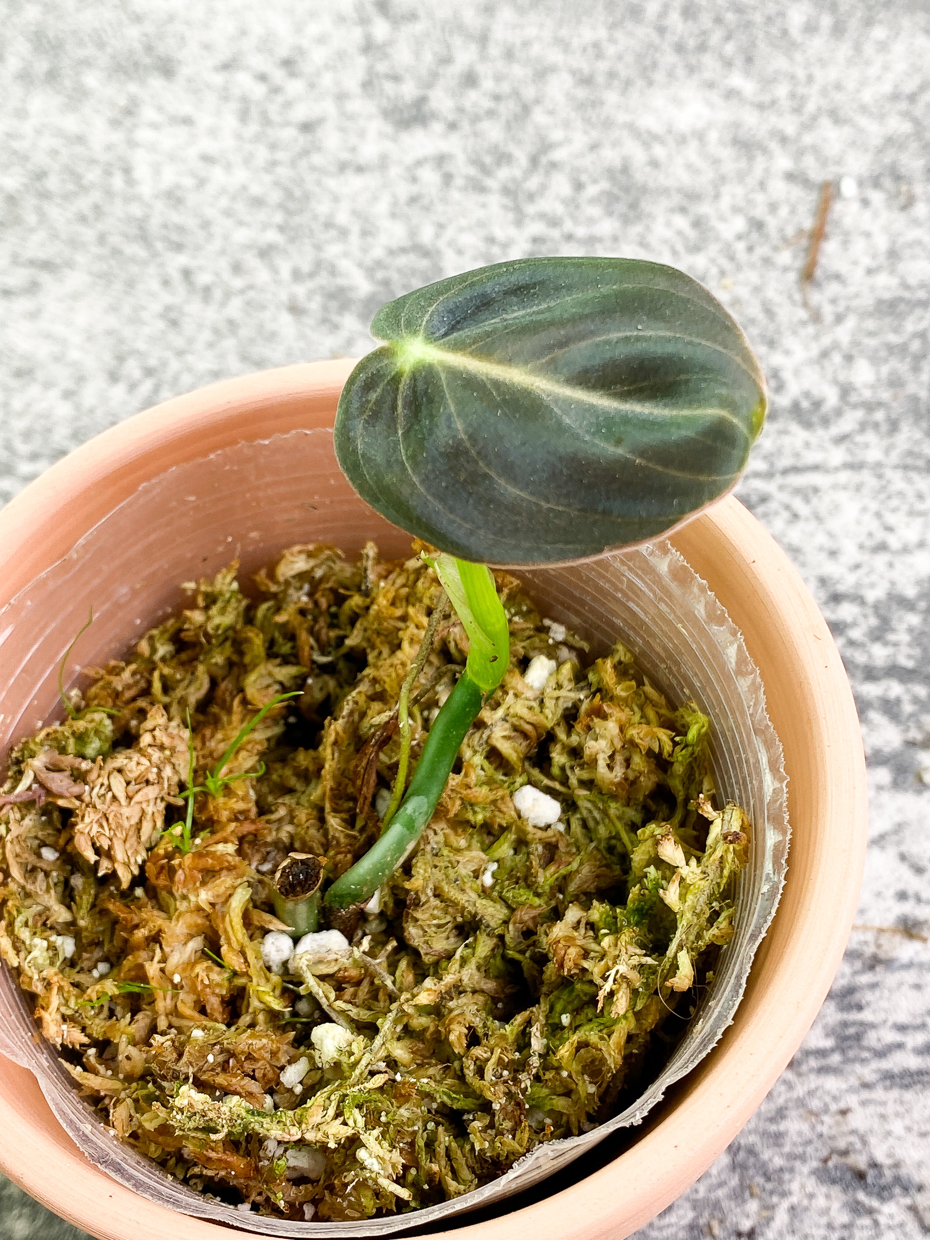 Philodendron Melanochrysum 1 baby leaf & 1 sprout Rooted