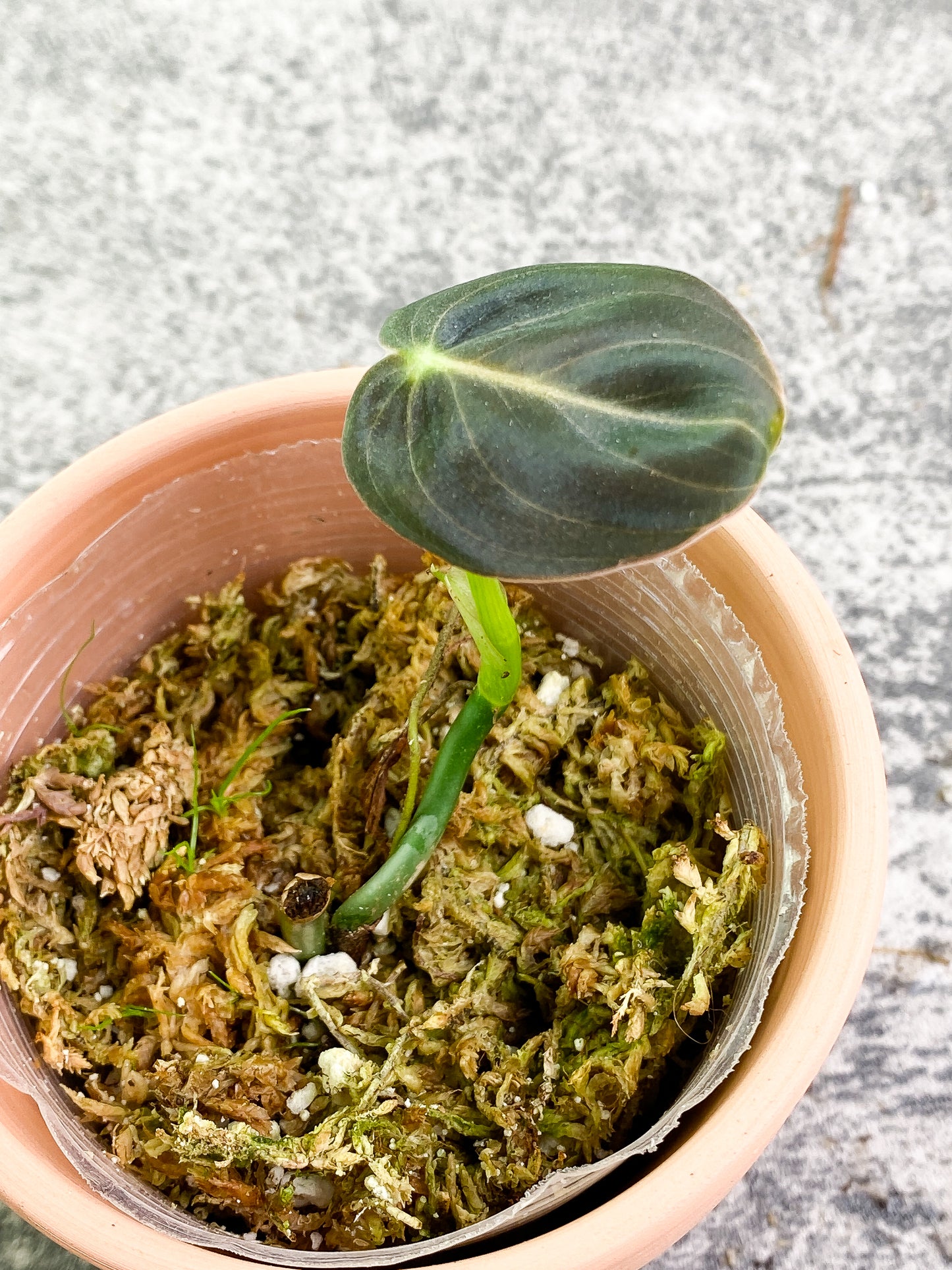 Philodendron Melanochrysum 1 baby leaf & 1 sprout Rooted