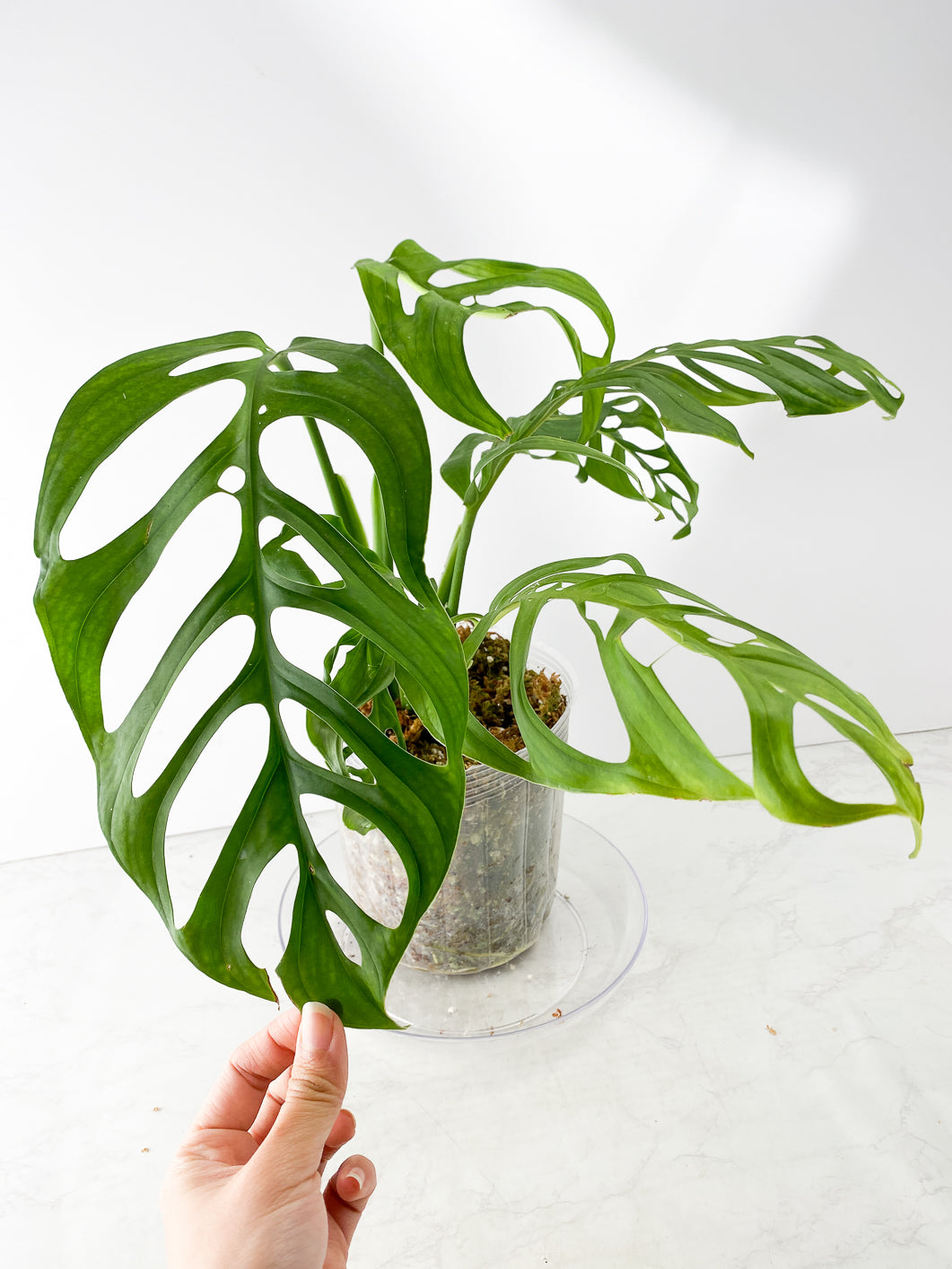Monstera Esqueleto Rooted