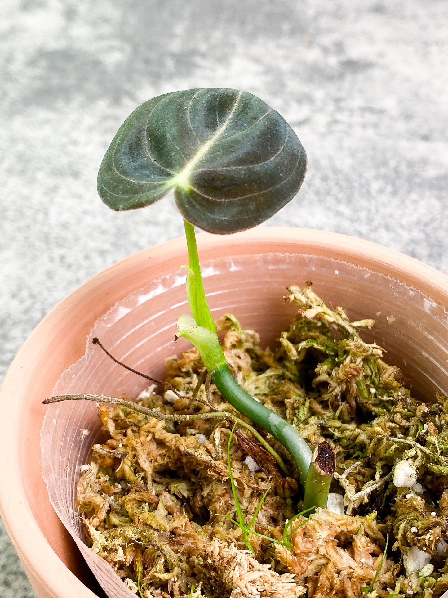 Philodendron Melanochrysum 1 baby leaf & 1 sprout Rooted