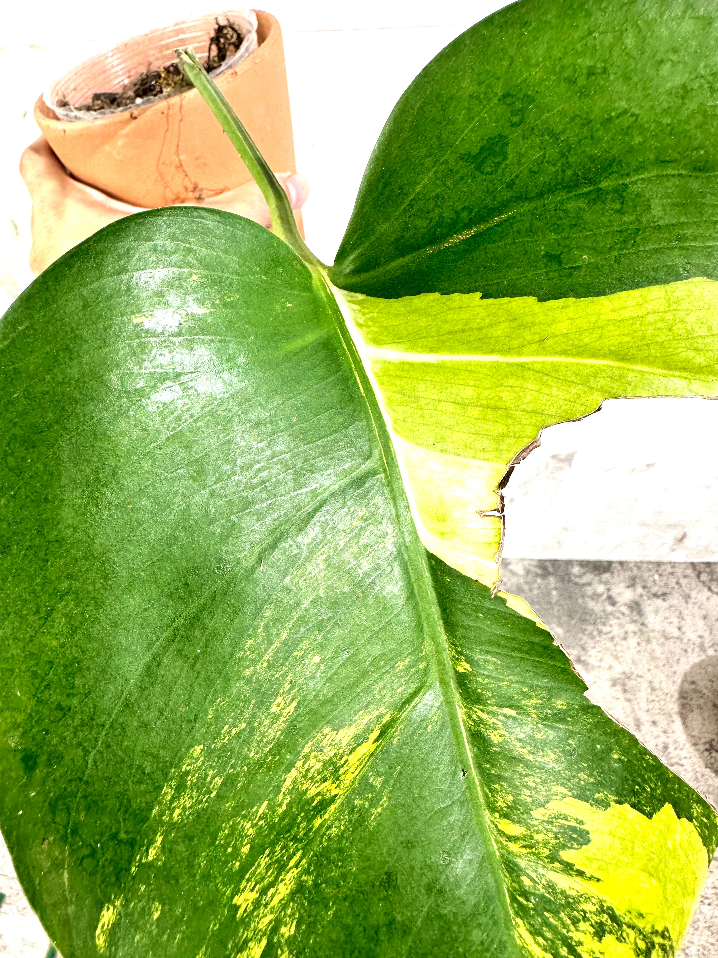 Monstera Aurea tricolor Rooted 1 leaf 1 growing bud