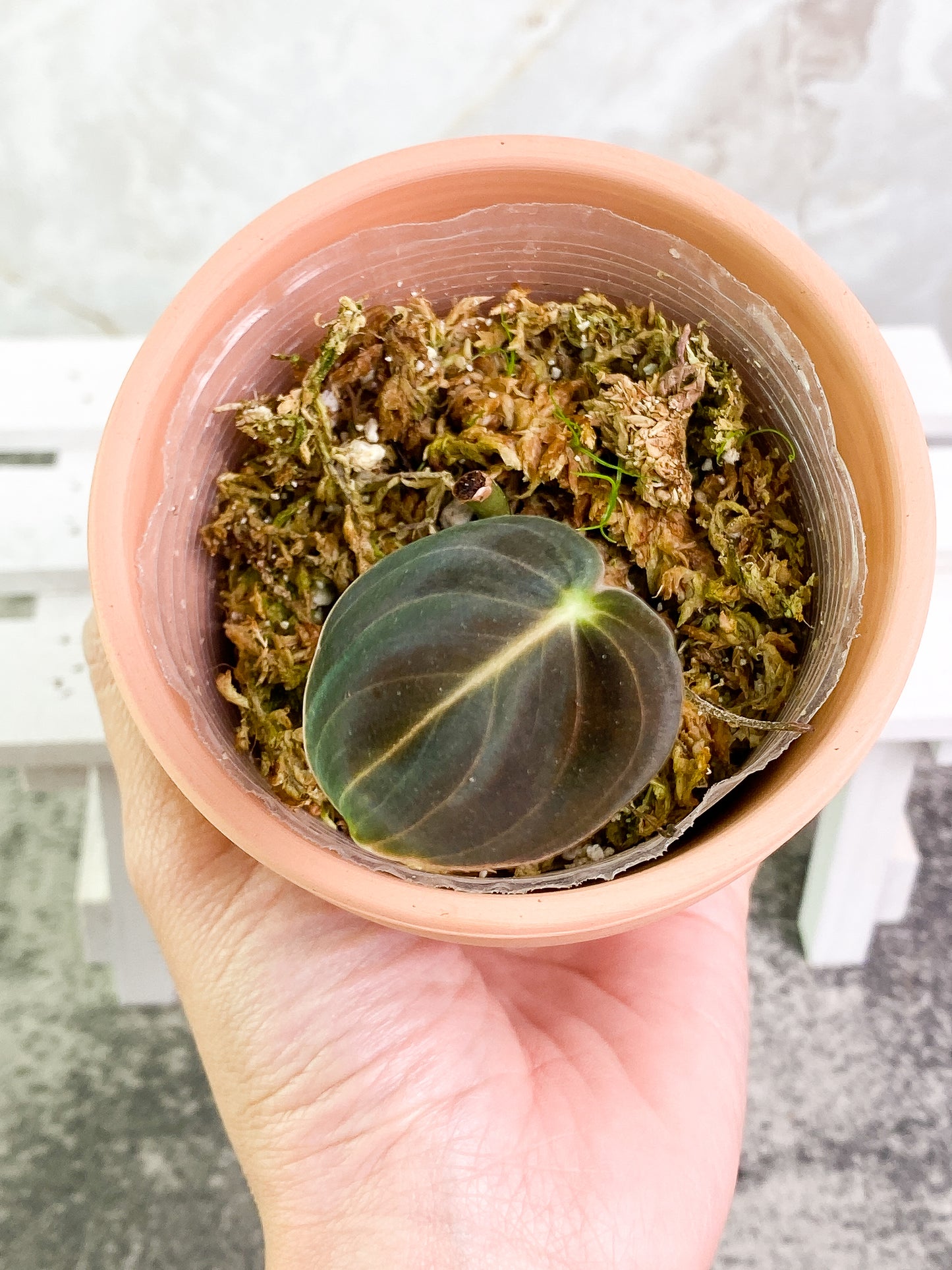 Philodendron Melanochrysum 1 baby leaf & 1 sprout Rooted