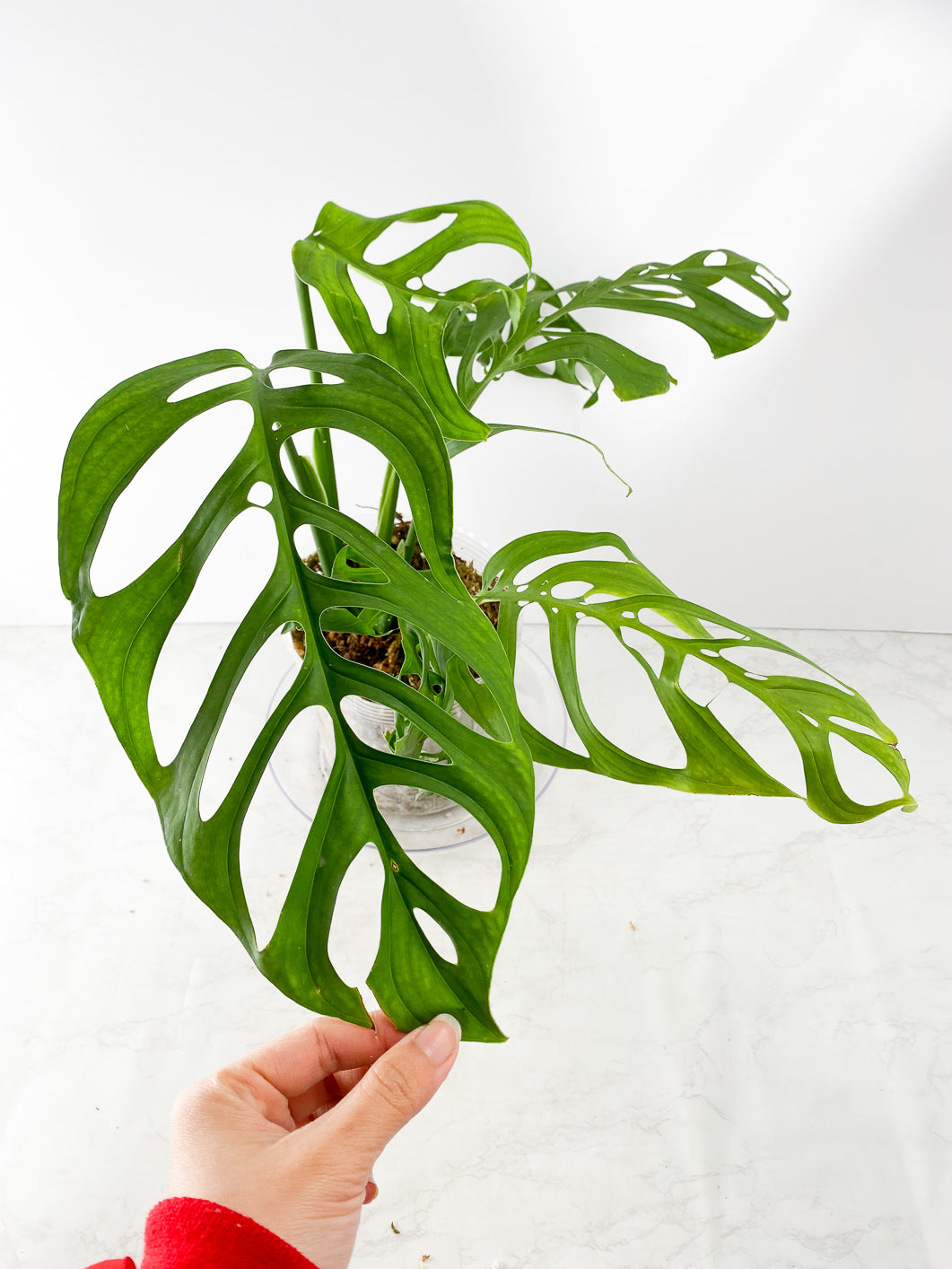 Monstera Esqueleto Rooted