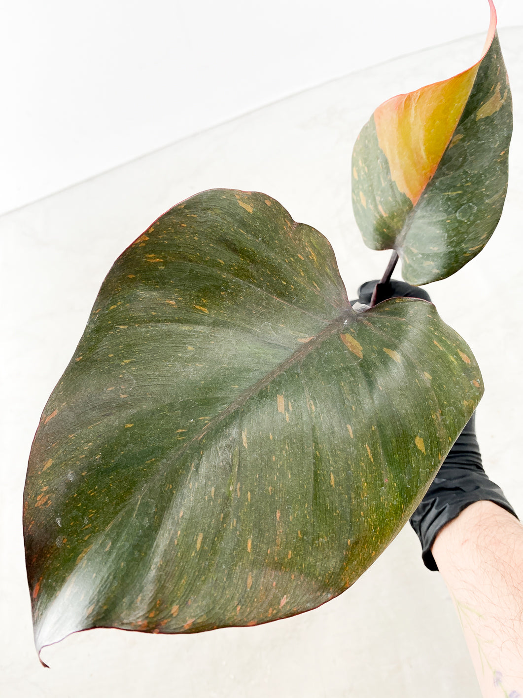 Philodendron Orange Princess 2 leaves