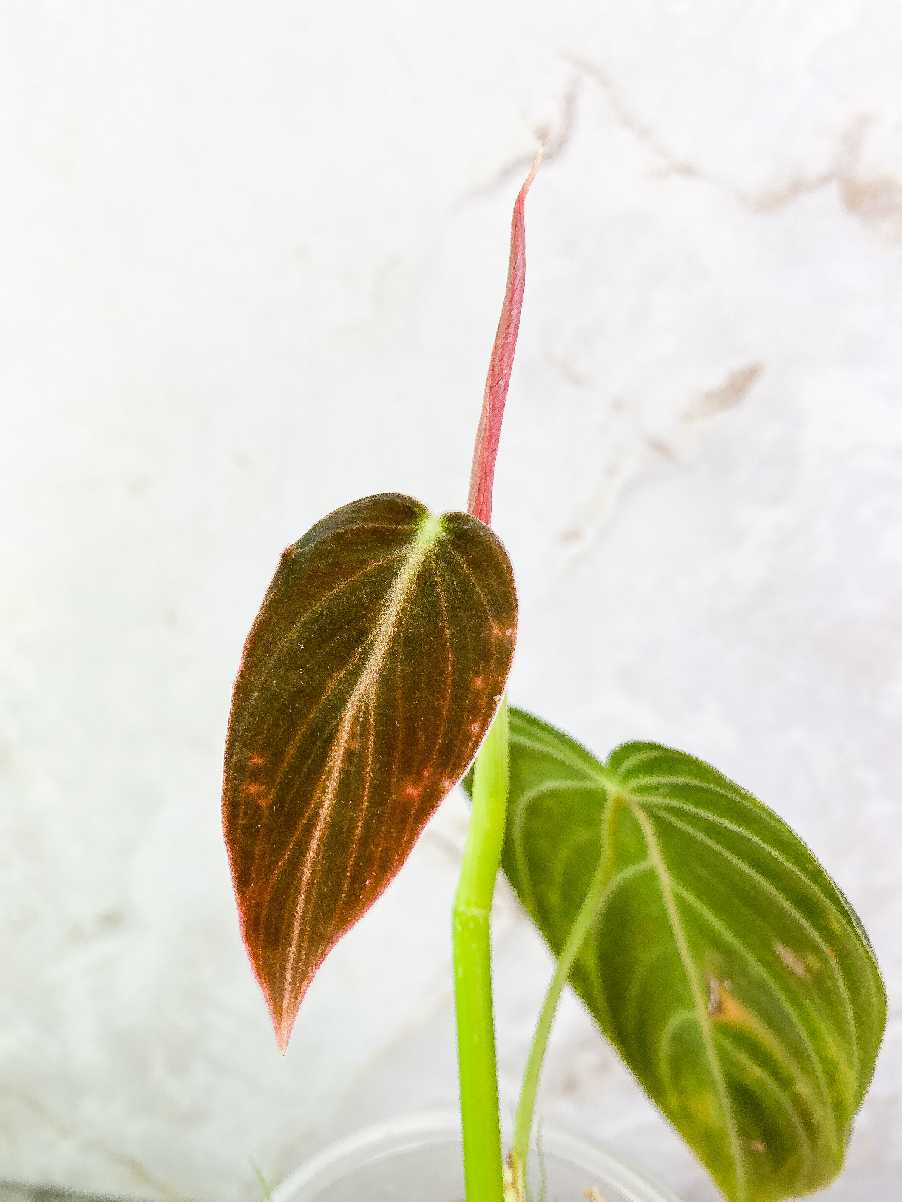 Philodendron Melanochrysum 2 leaves & 1 sprout Rooted