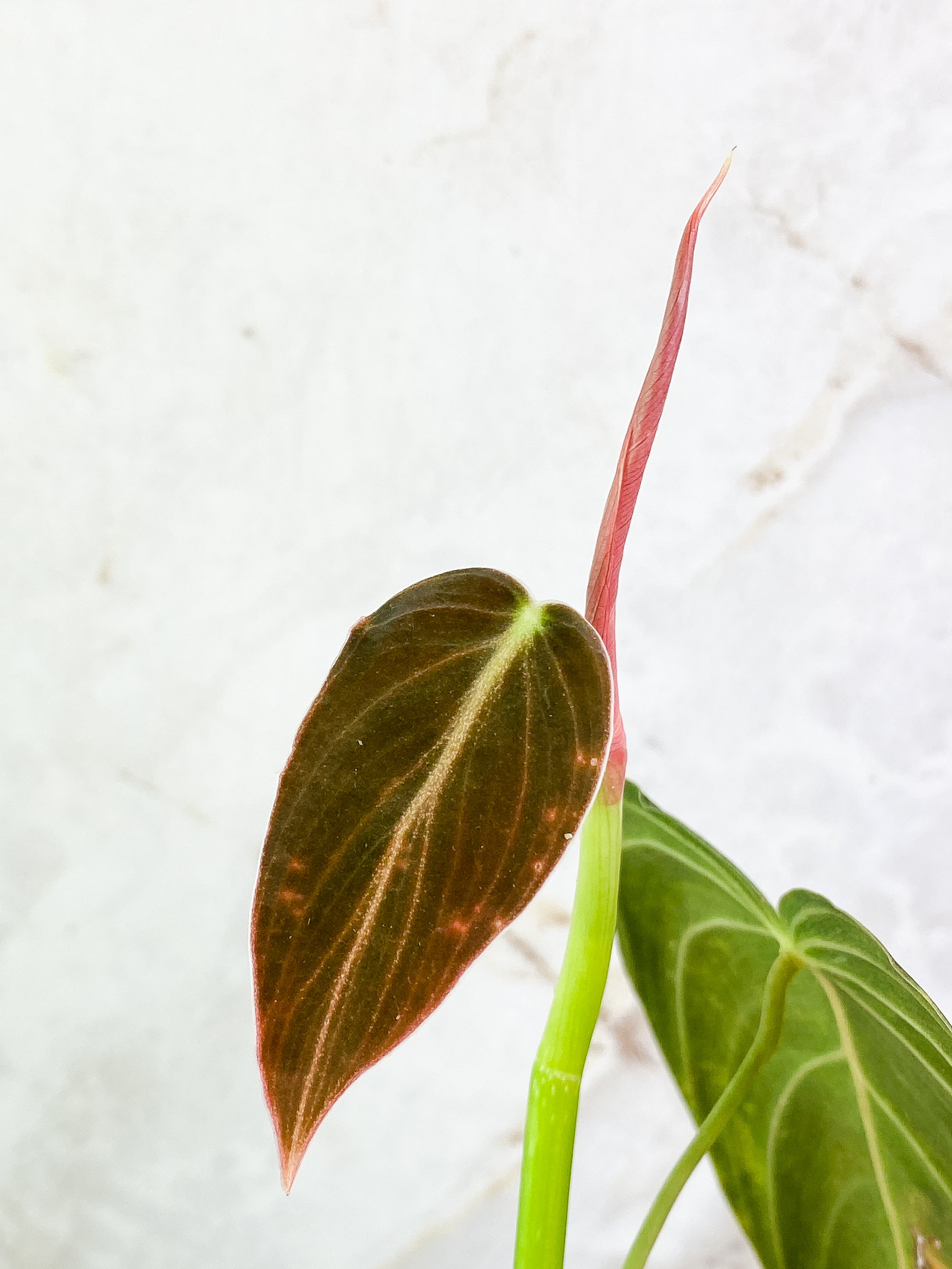 Philodendron Melanochrysum 2 leaves & 1 sprout Rooted