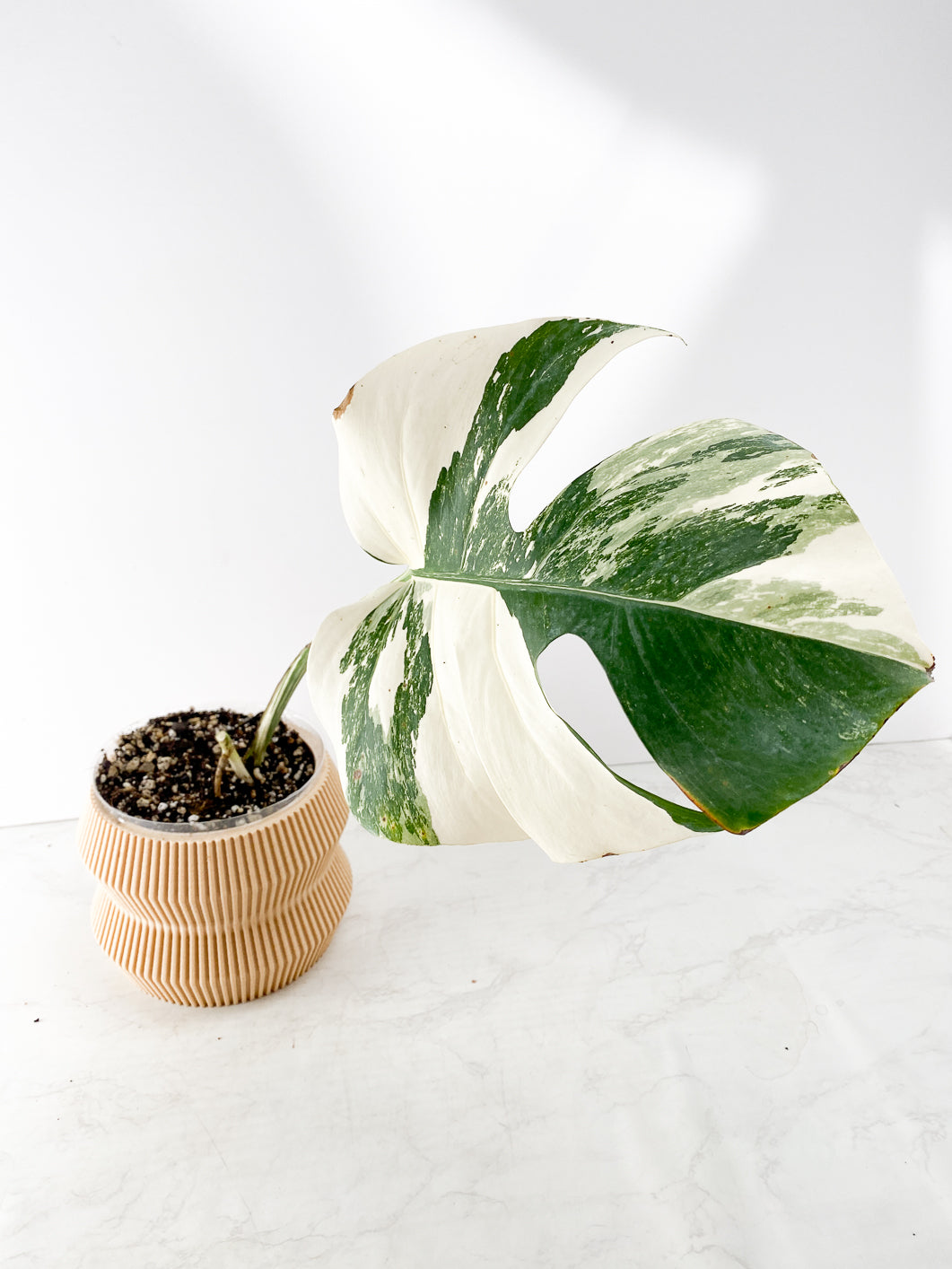 Monstera Albo Variegated 1 leaf Slightly Rooted