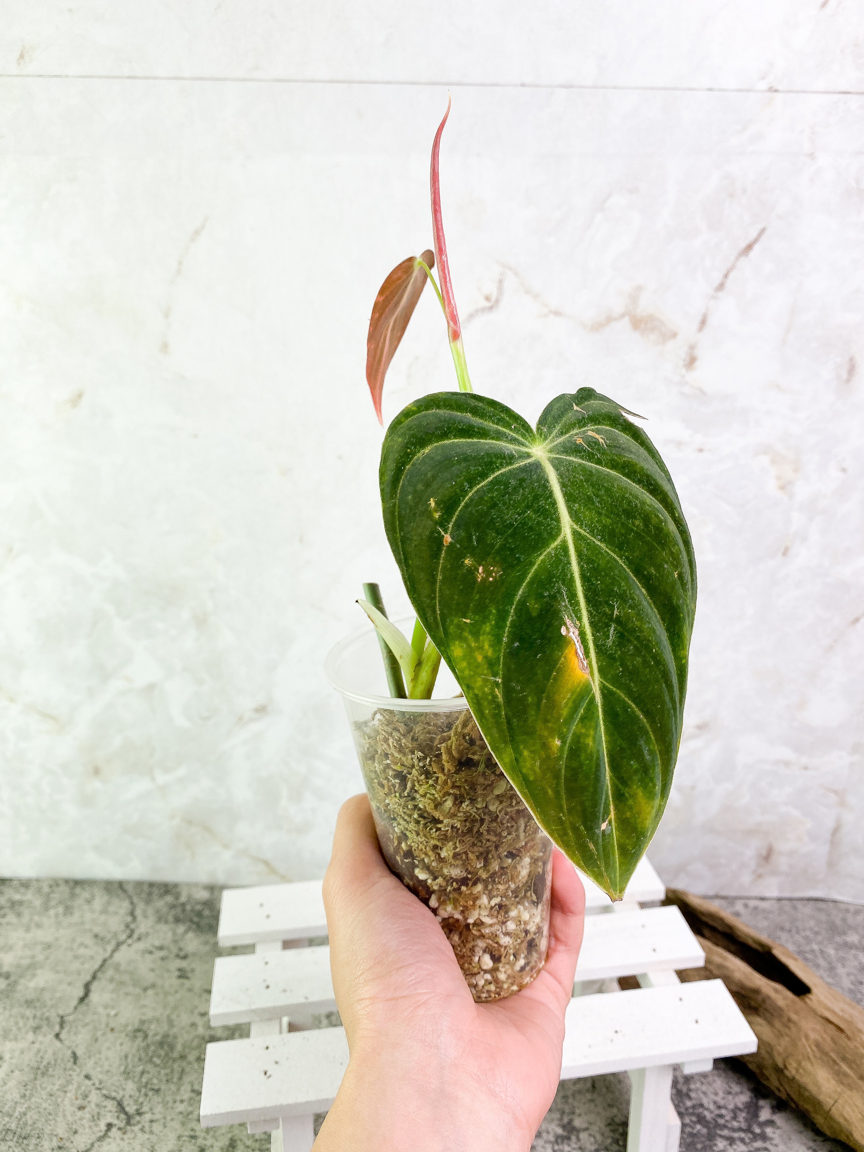 Philodendron Melanochrysum 2 leaves & 1 sprout Rooted