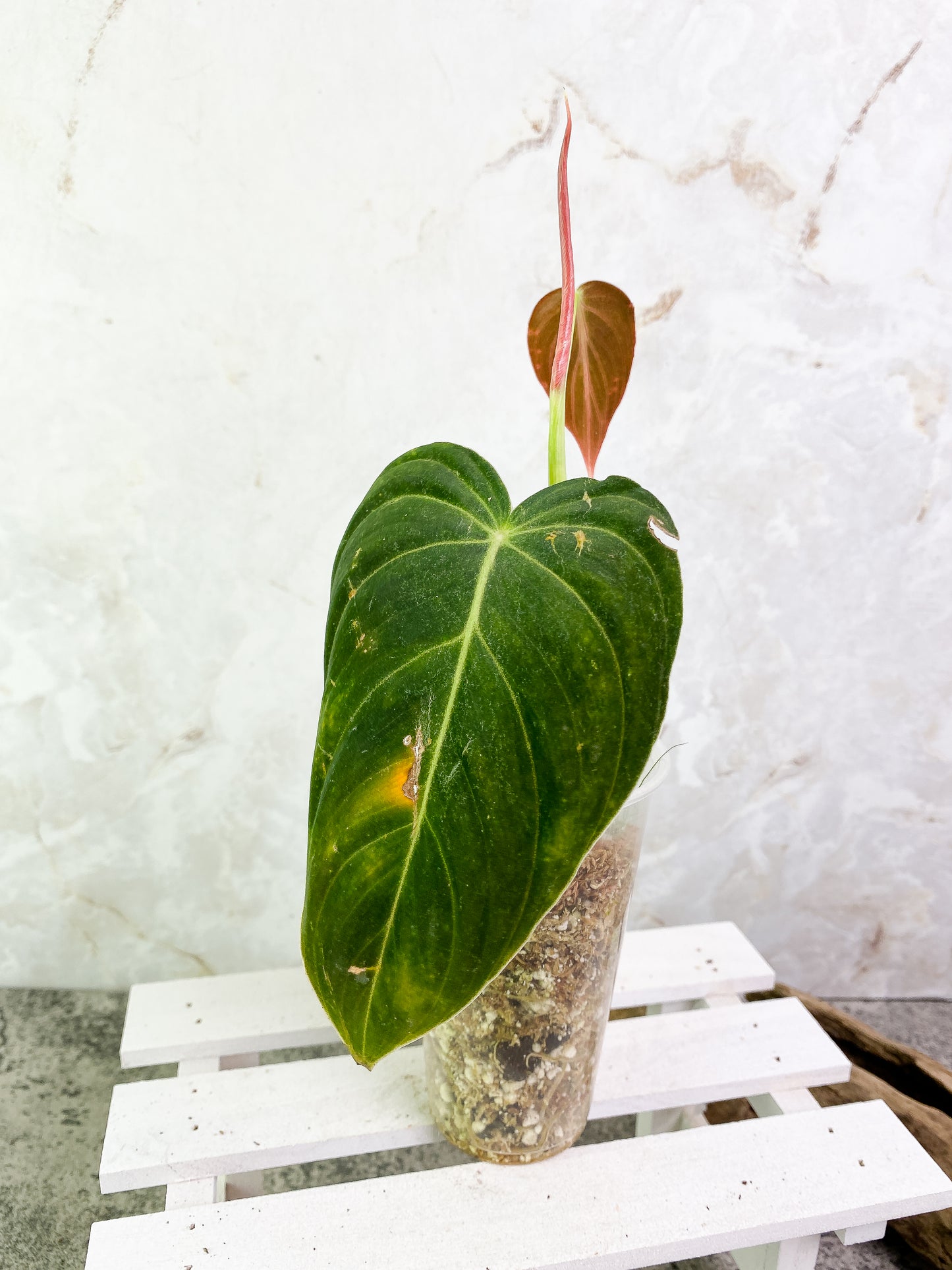 Philodendron Melanochrysum 2 leaves & 1 sprout Rooted