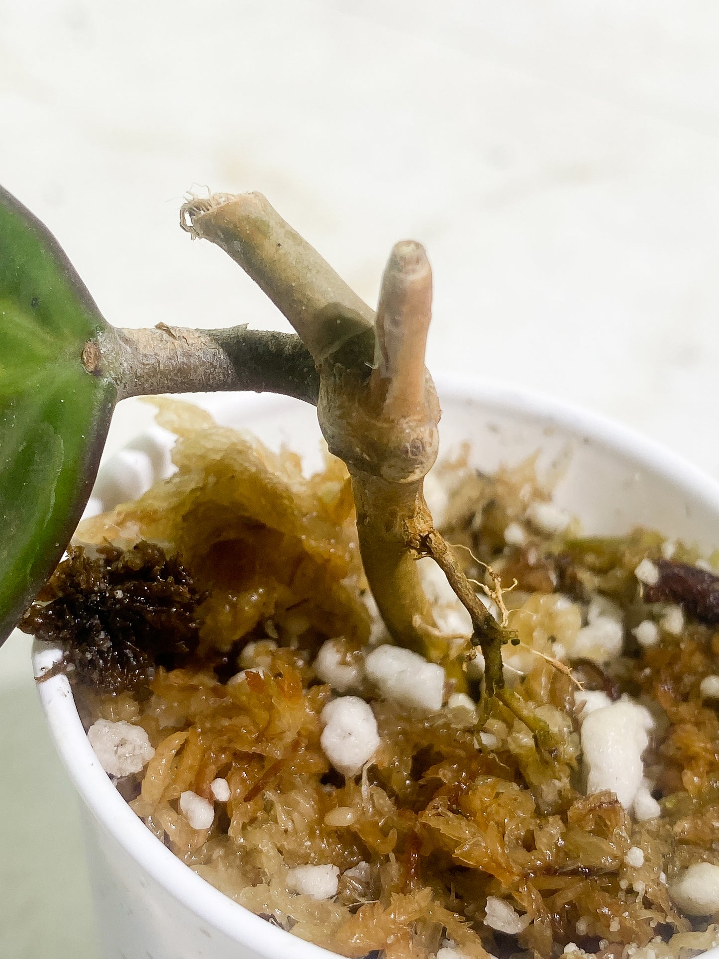 Hoya Macrophylla pot of gold 1 leaves Rooted