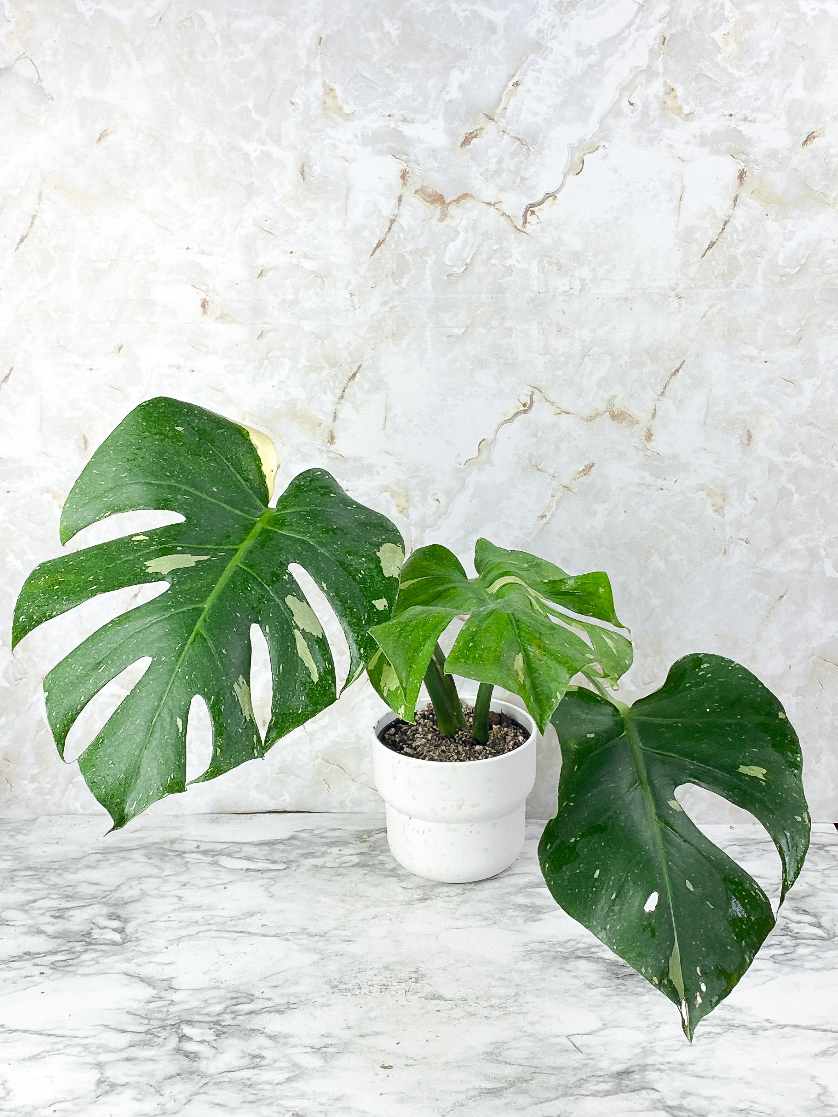 Monstera Thai Constellation Slightly Rooted