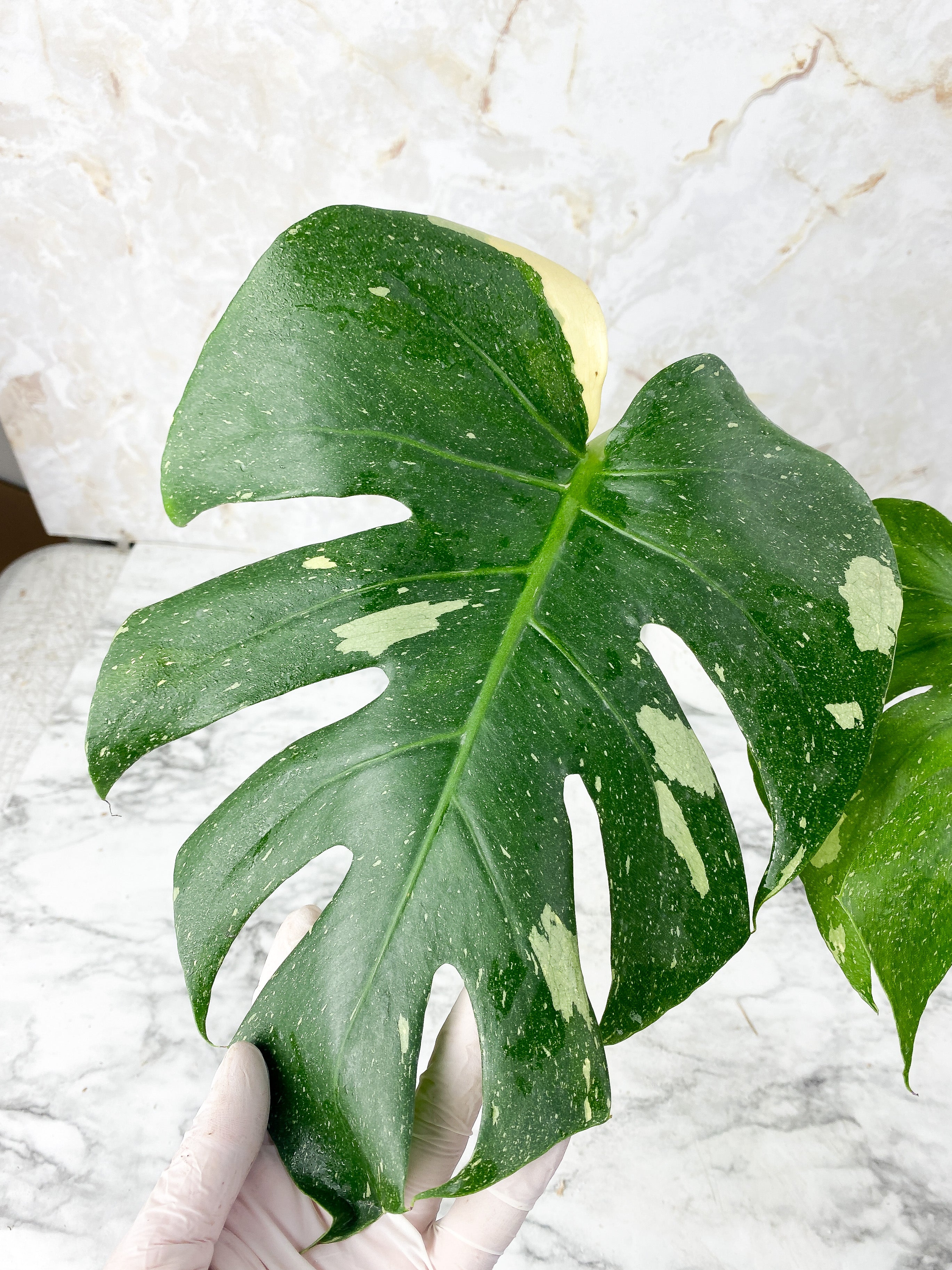 Monstera Thai Constellation Slightly Rooted