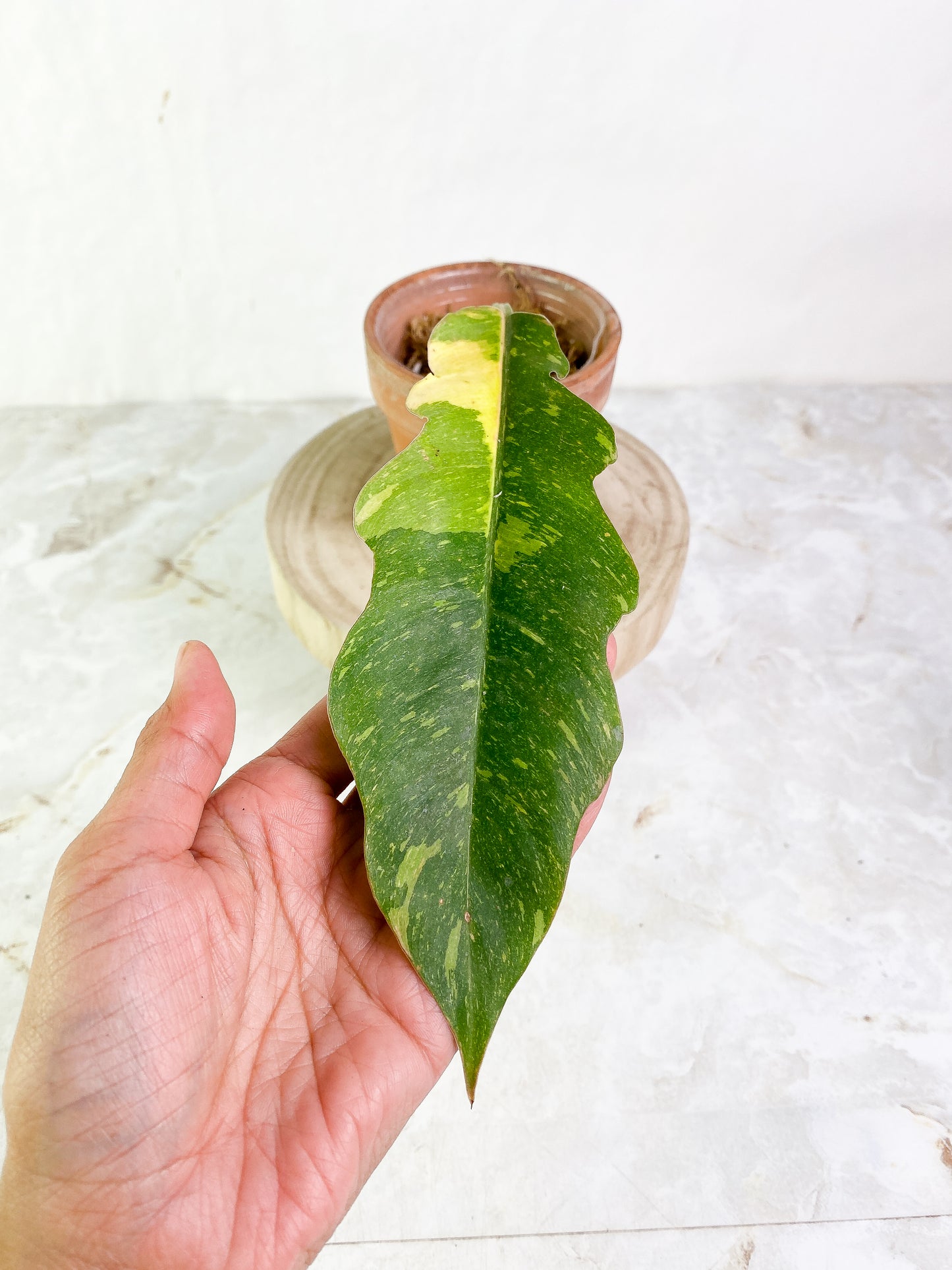 Philodendron ring of fire cutting slightly rooted Highly Variegated