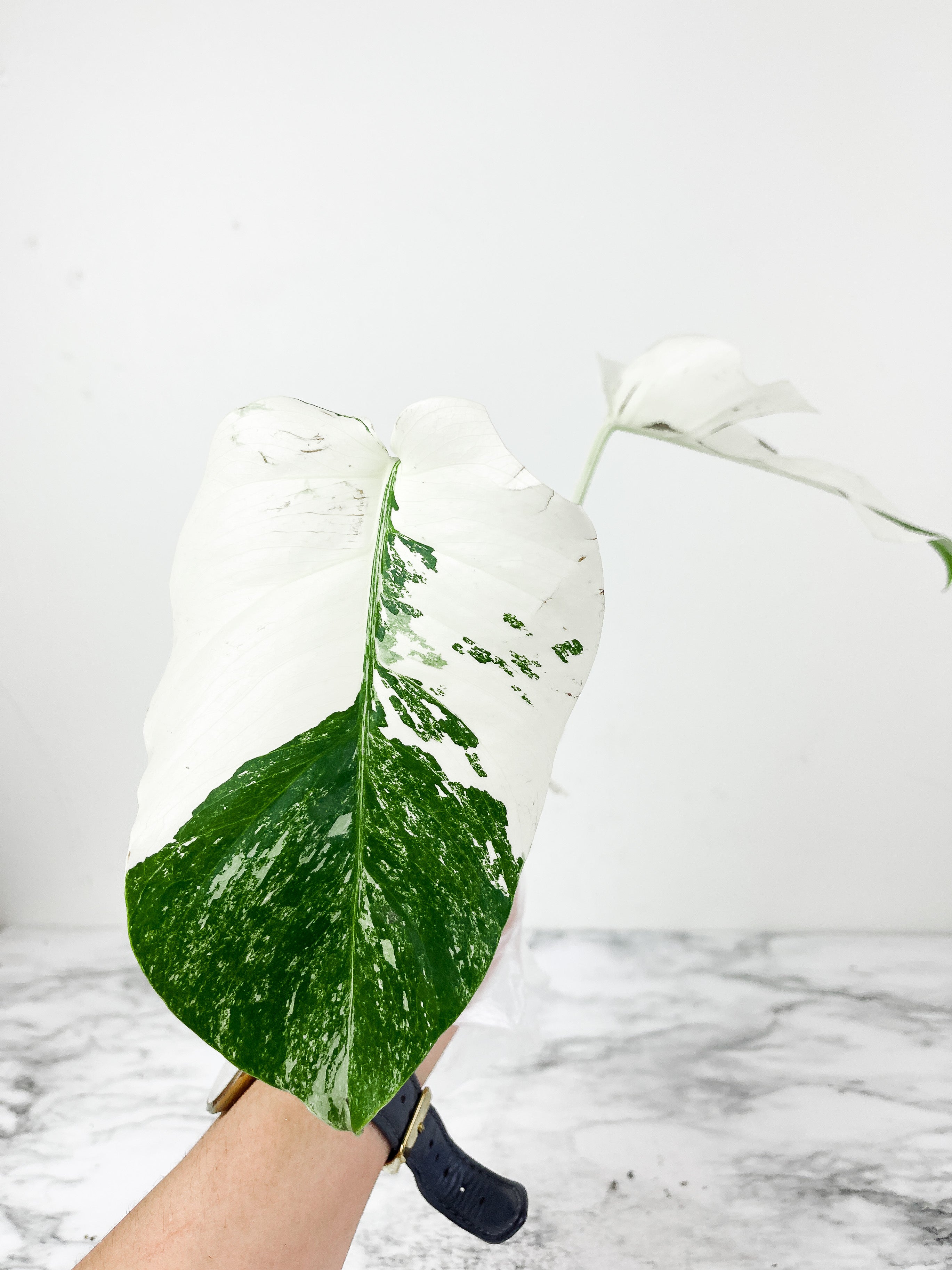 Monstera Albo Borsigiana 2 leaves Slightly rooting top cutting. Extreme high variegation variegation