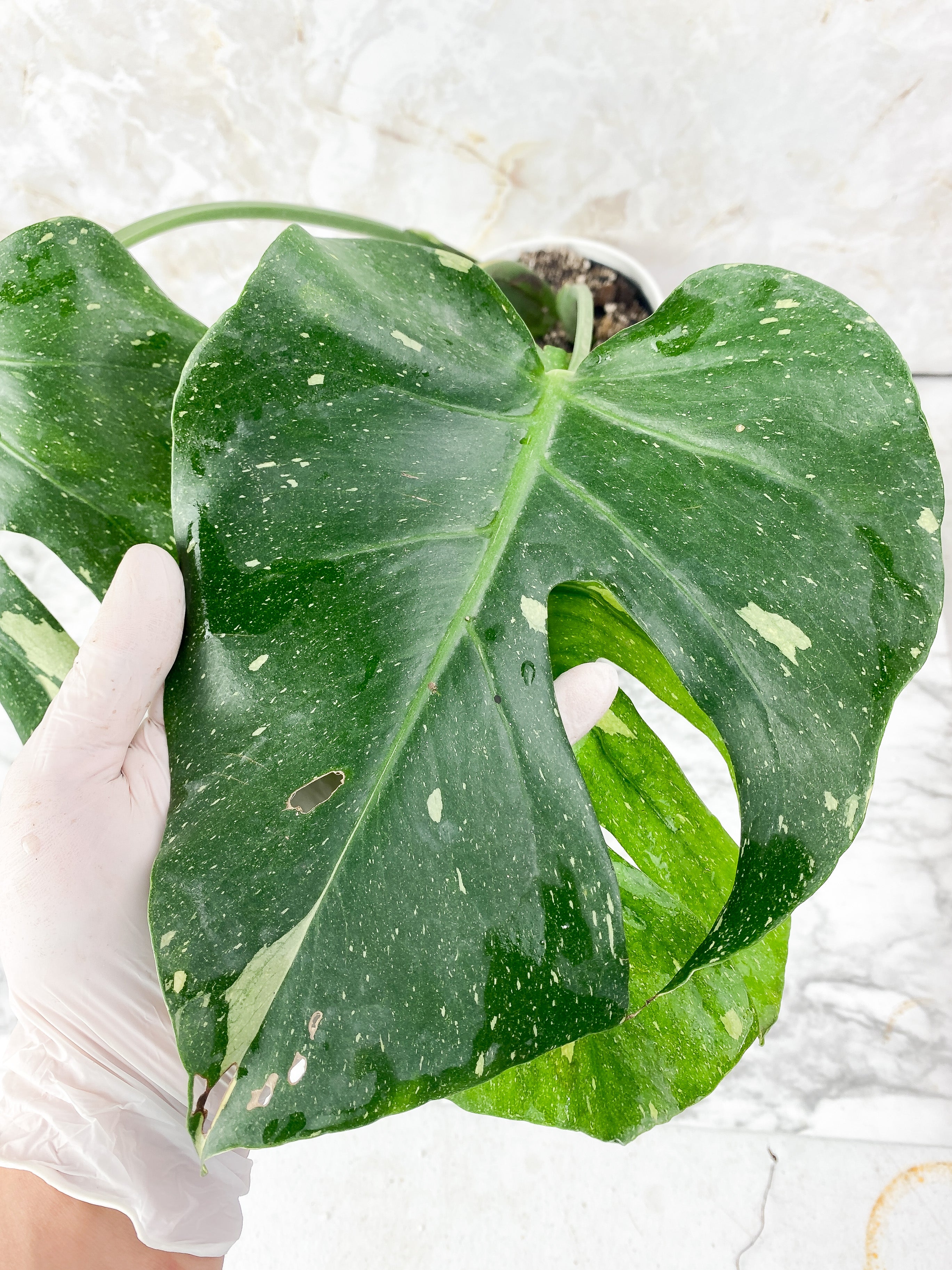 Monstera Thai Constellation Slightly Rooted