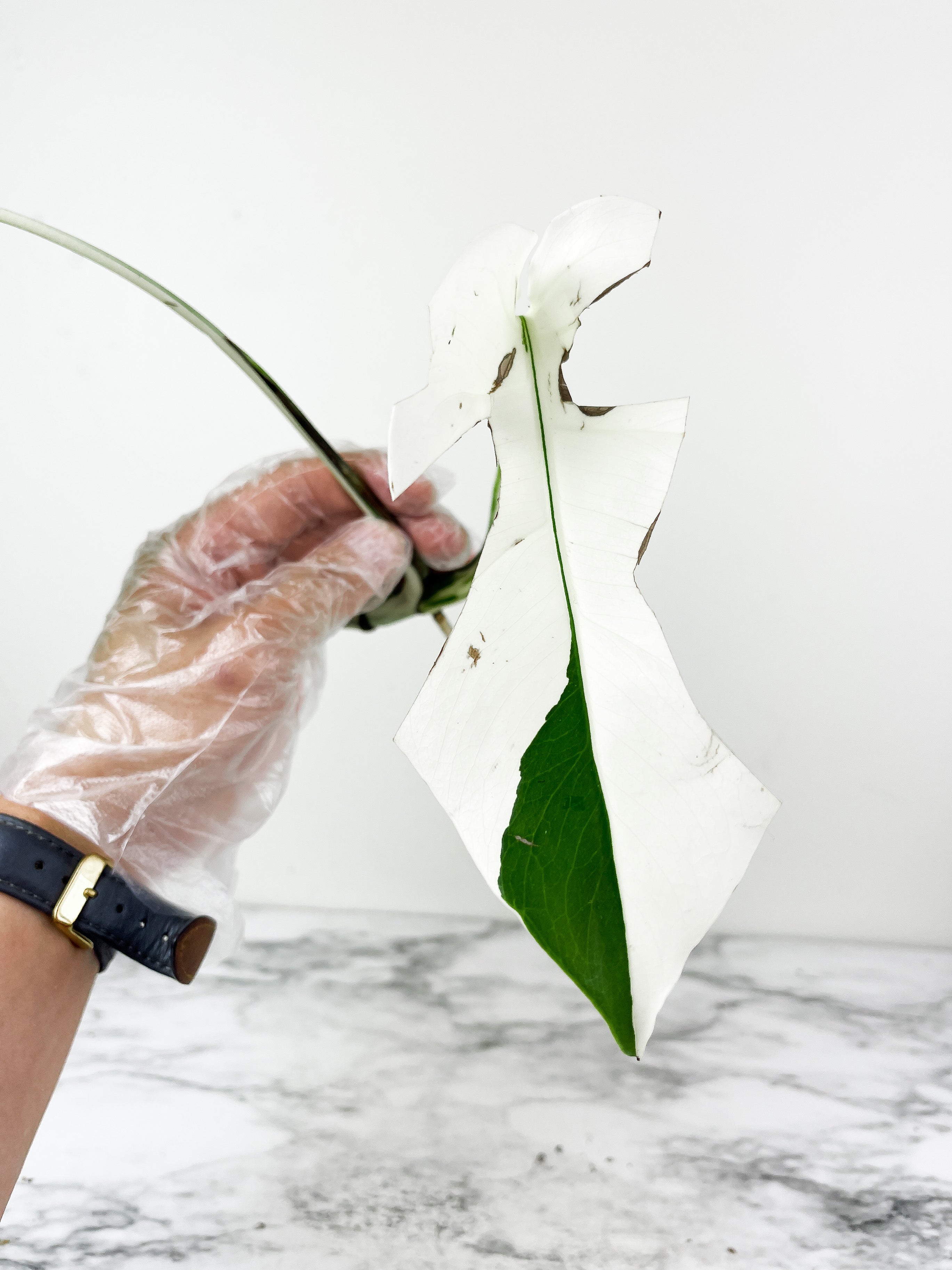 Monstera Albo Borsigiana 2 leaves Slightly rooting top cutting. Extreme high variegation variegation