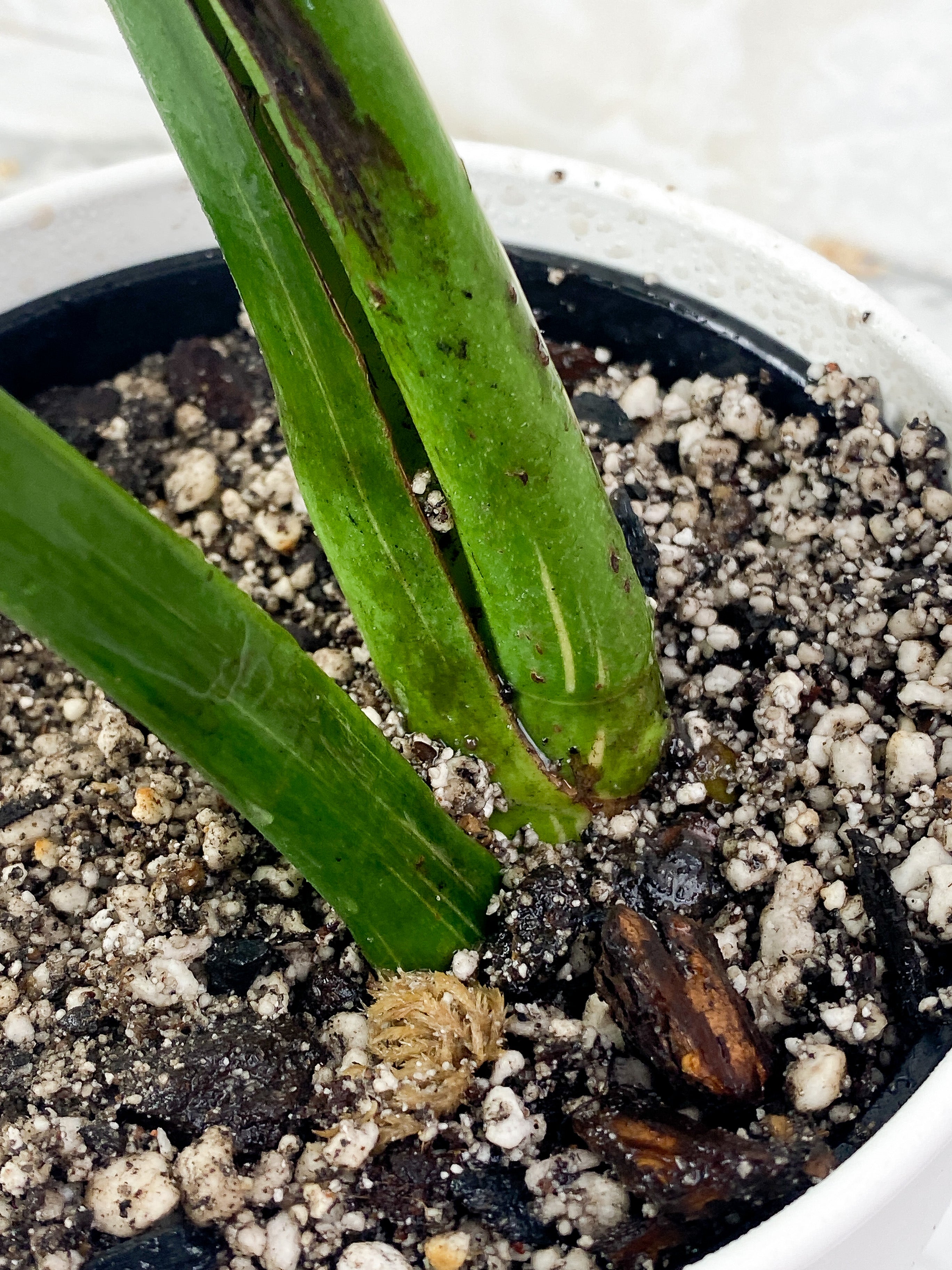 Monstera Thai Constellation Slightly Rooted