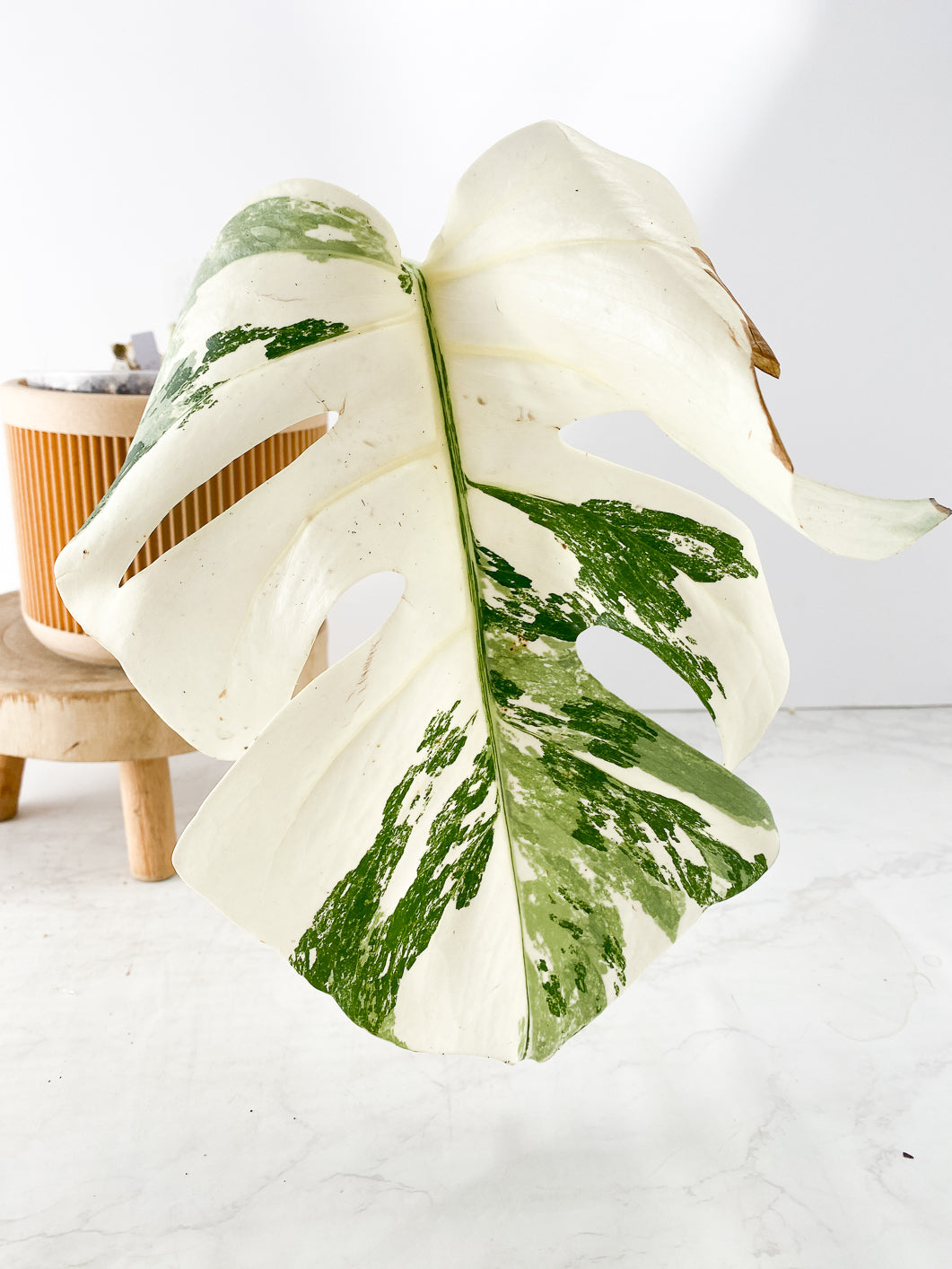 Monstera Albo White Tiger 1 leaf 1 sprout Rooting