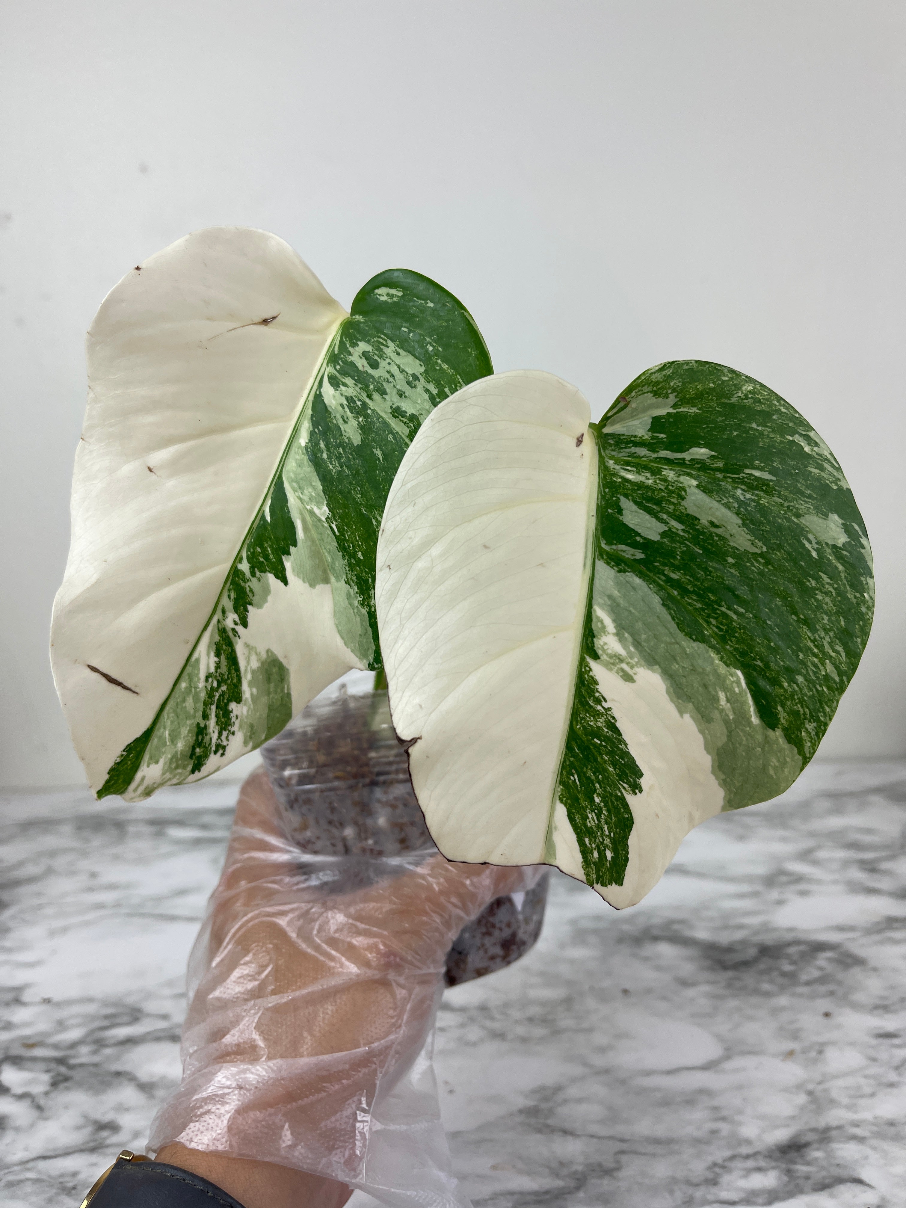 Monstera Albo Borsigiana Rooted 2 leaves